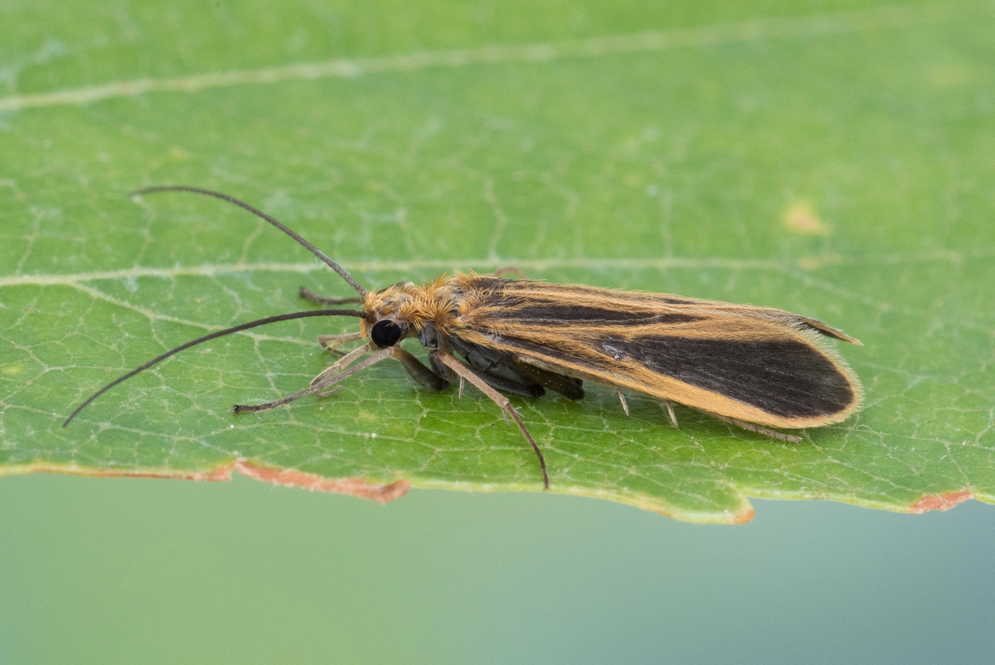 Vårfluer: Chimarra marginata.