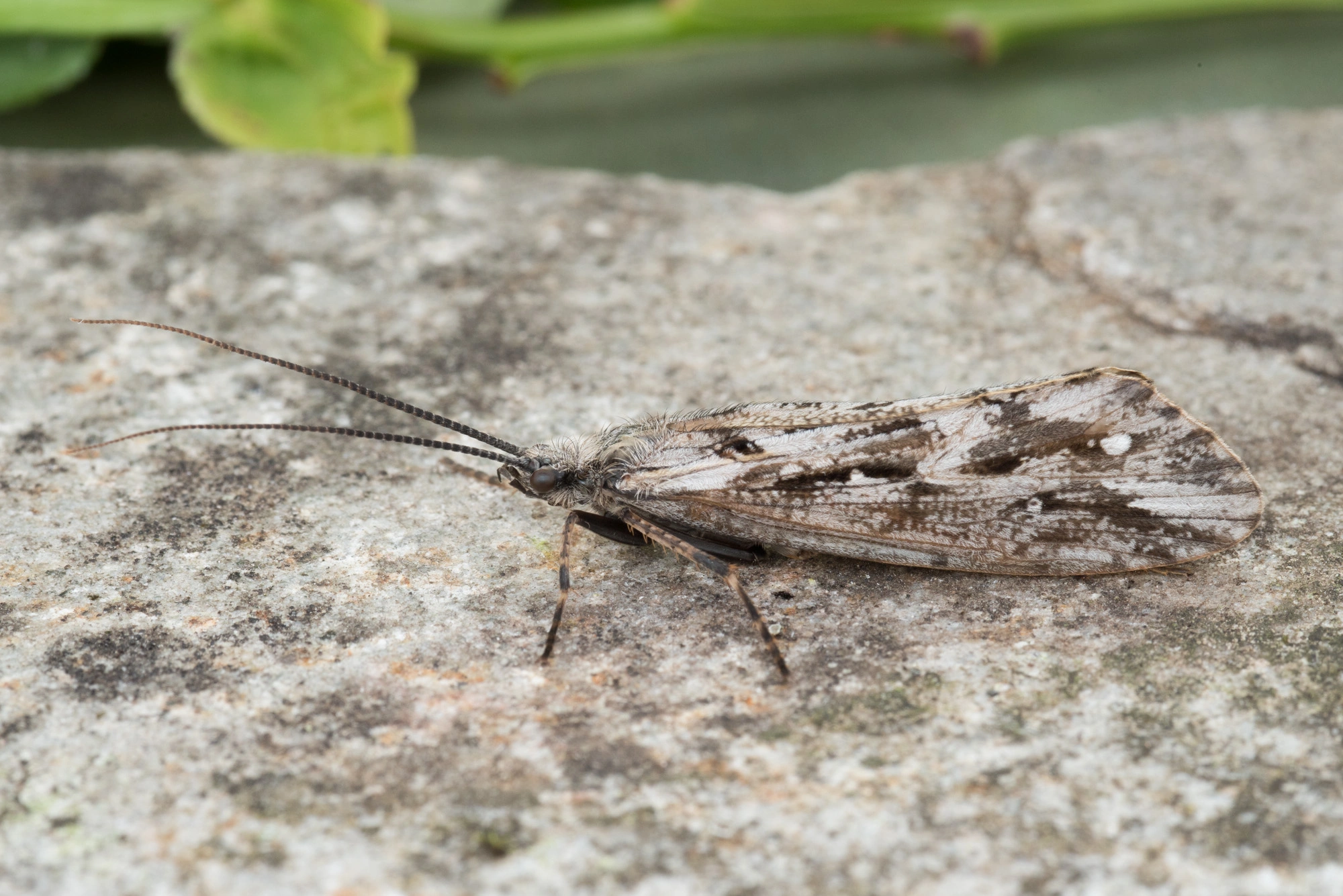 Vårfluer: Phryganea bipunctata.