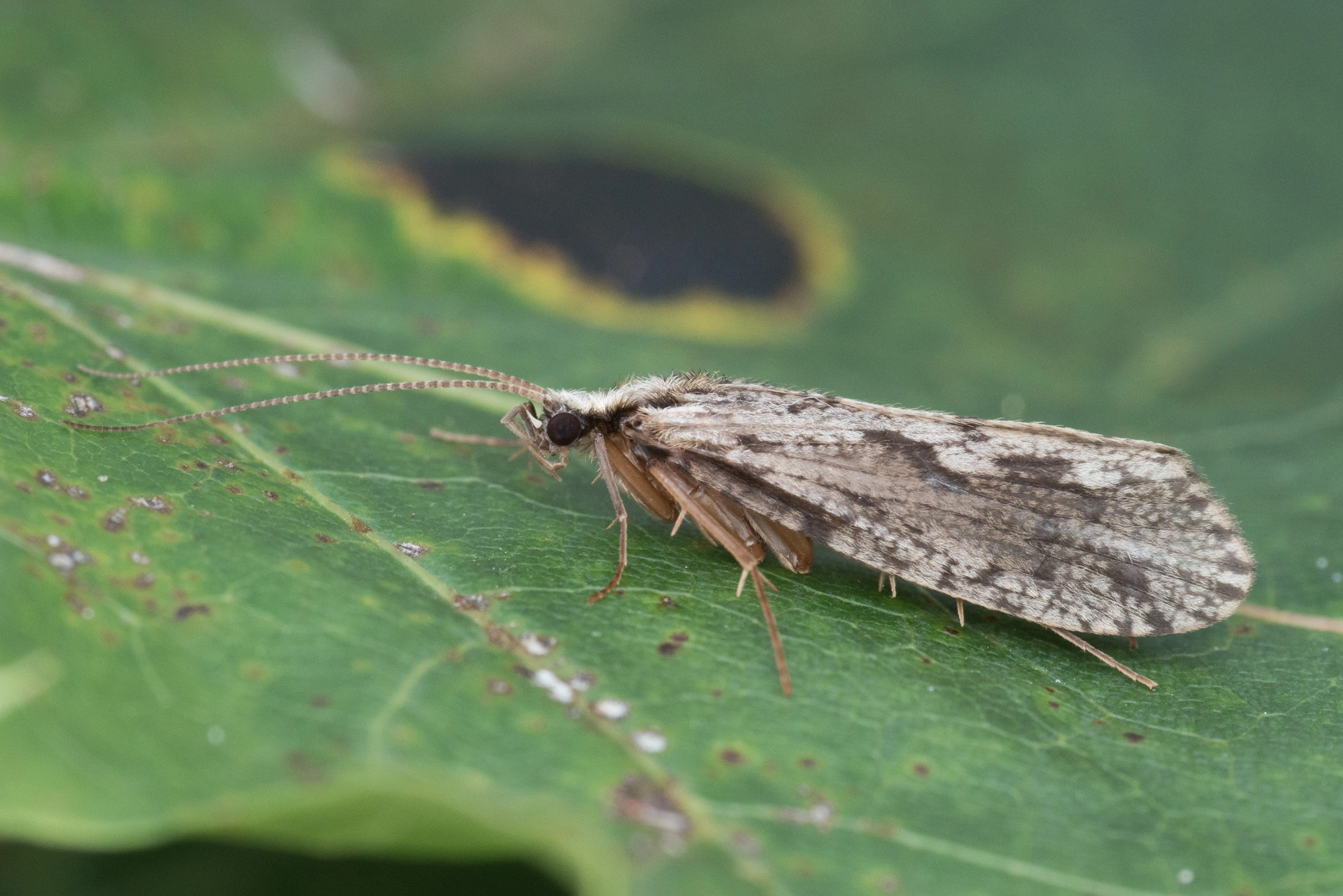 Vårfluer: Plectrocnemia conspersa.