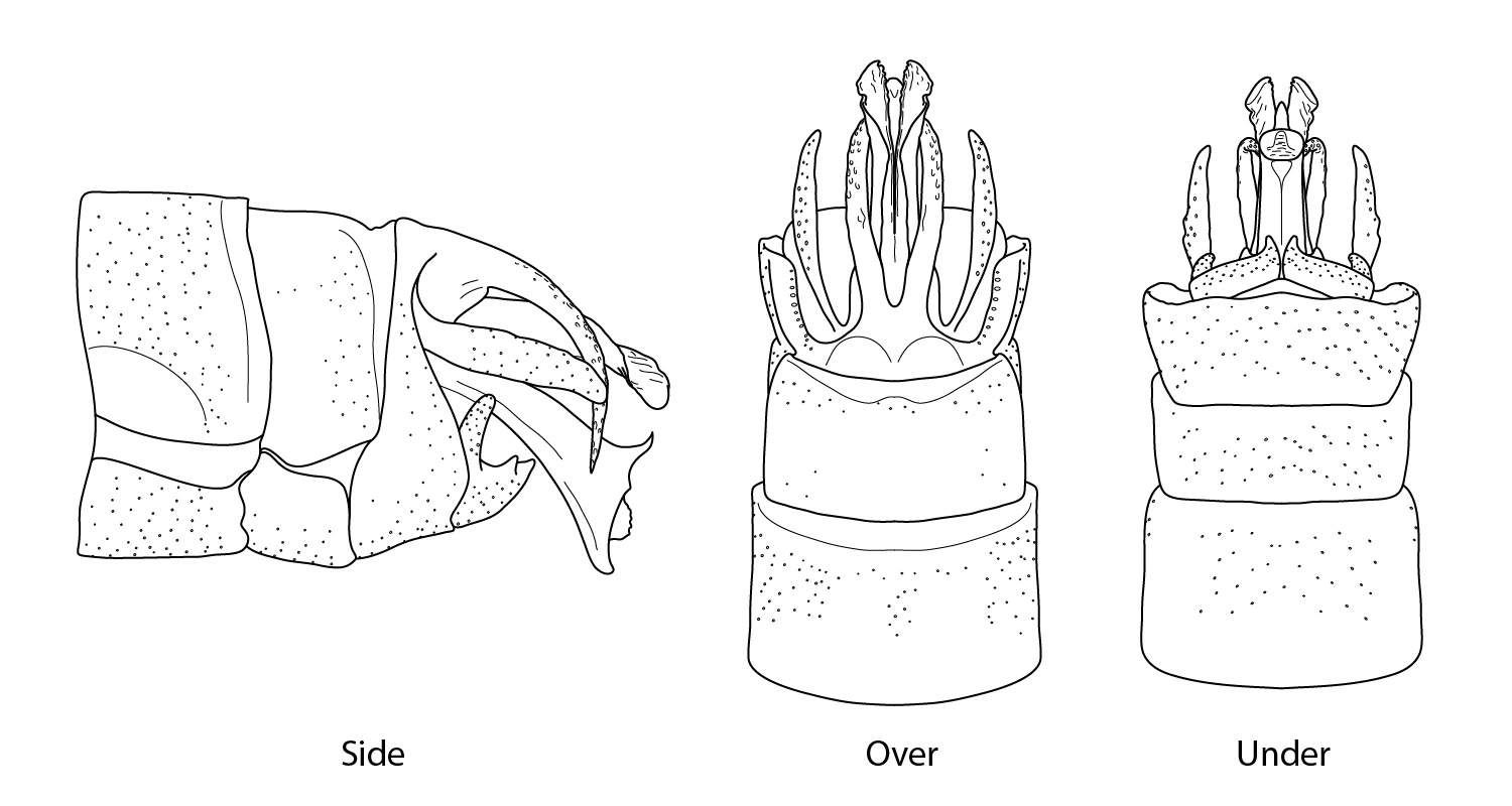 Vårfluer: Arctopsyche ladogensis.