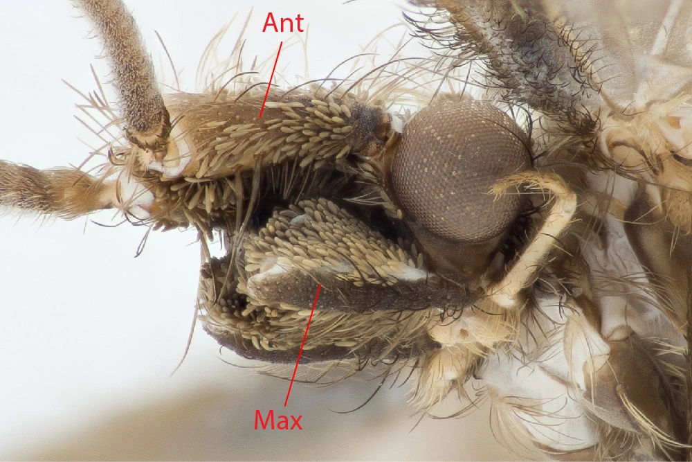 Vårfluer: Lepidostoma hirtum.