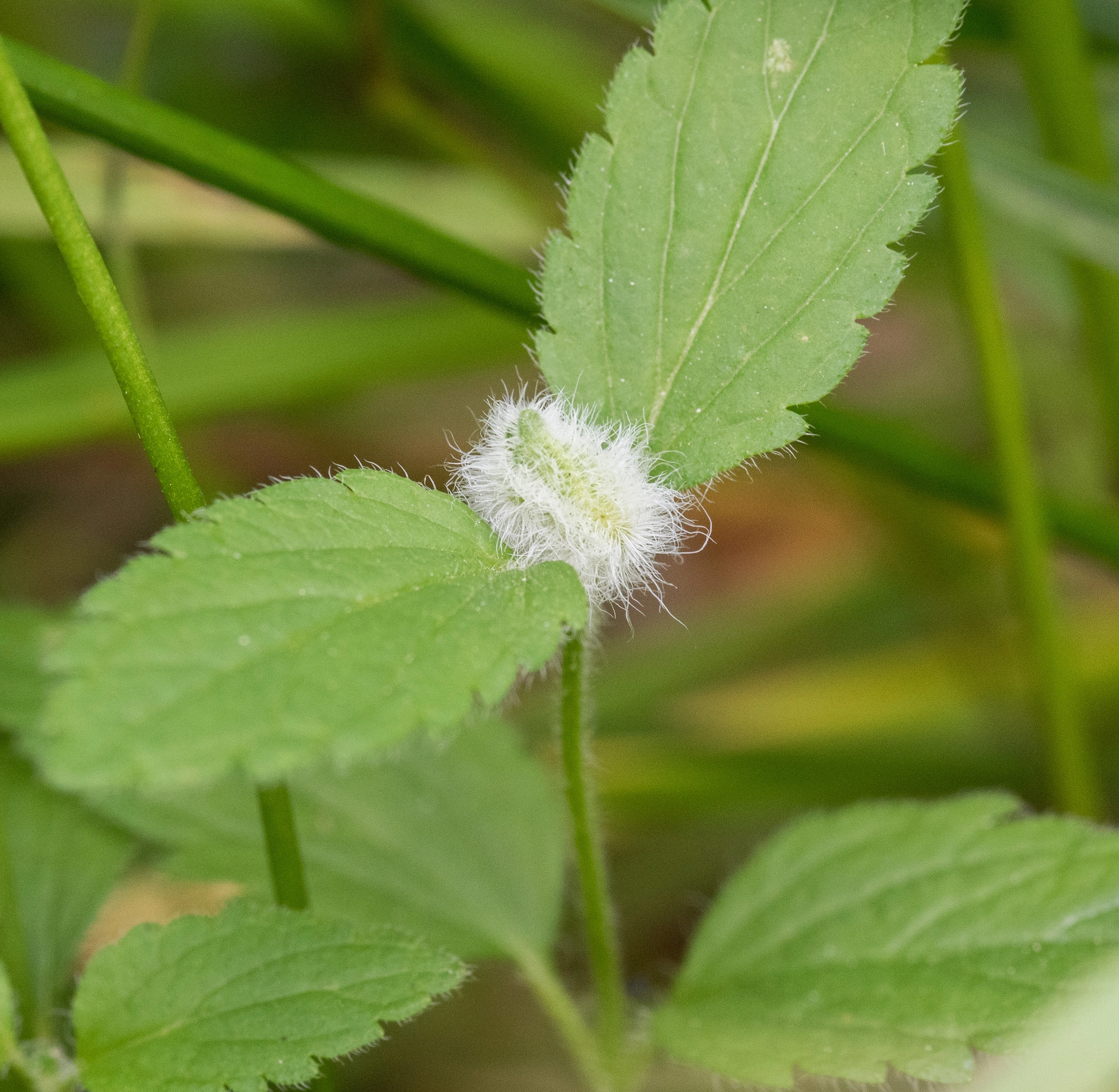 Tovinger: Jaapiella veronicae.