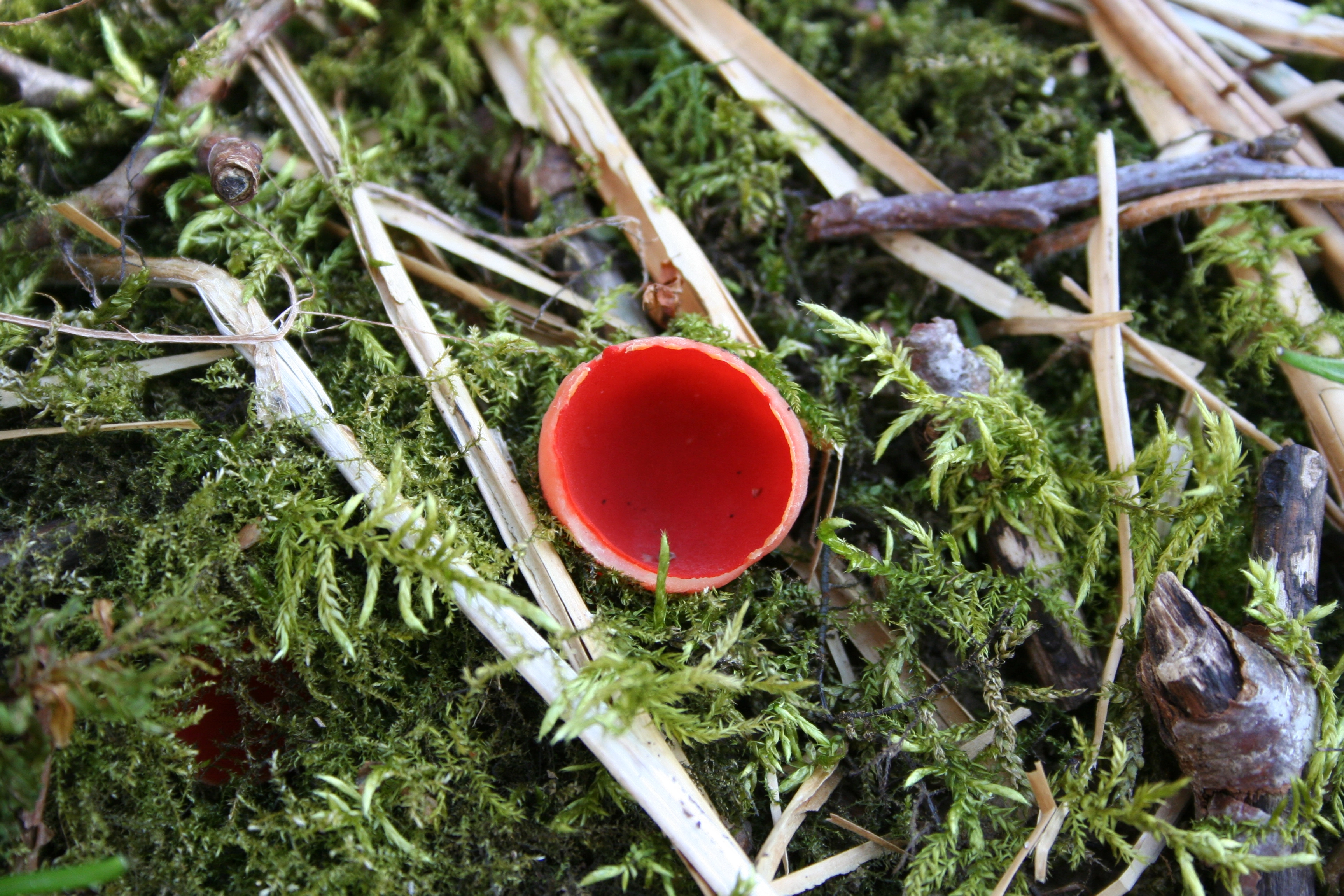 Skarlagen vårbeger.