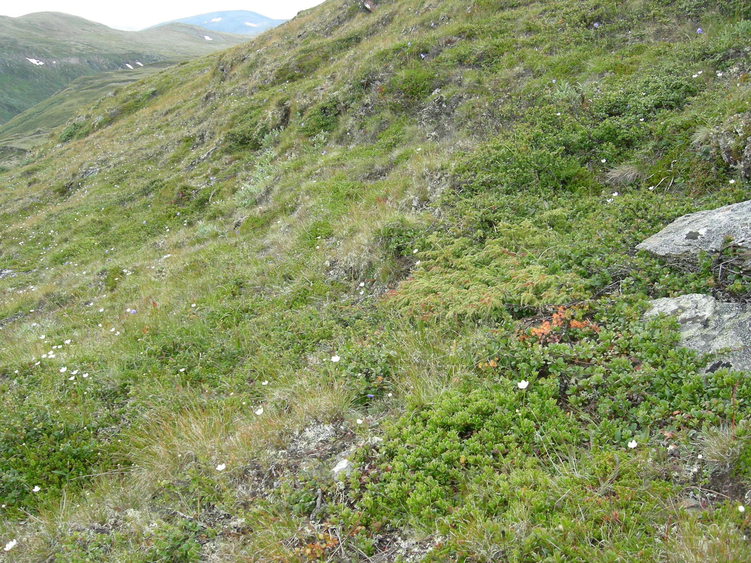 T3-C-11 sterkt kalkrik fjell-lynghei.