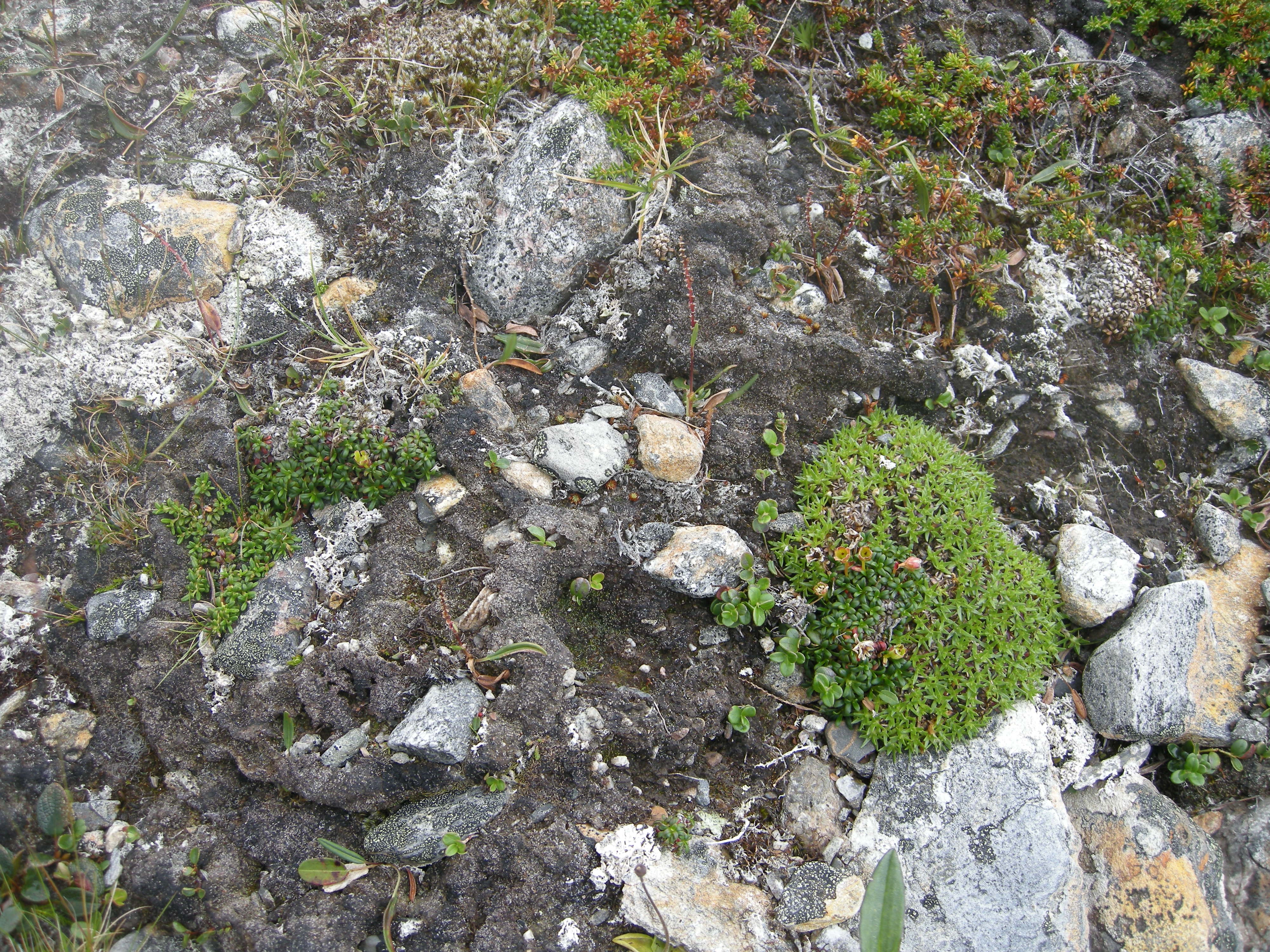 T3-C-12 sterkt kalkrik fjell-lavhei.