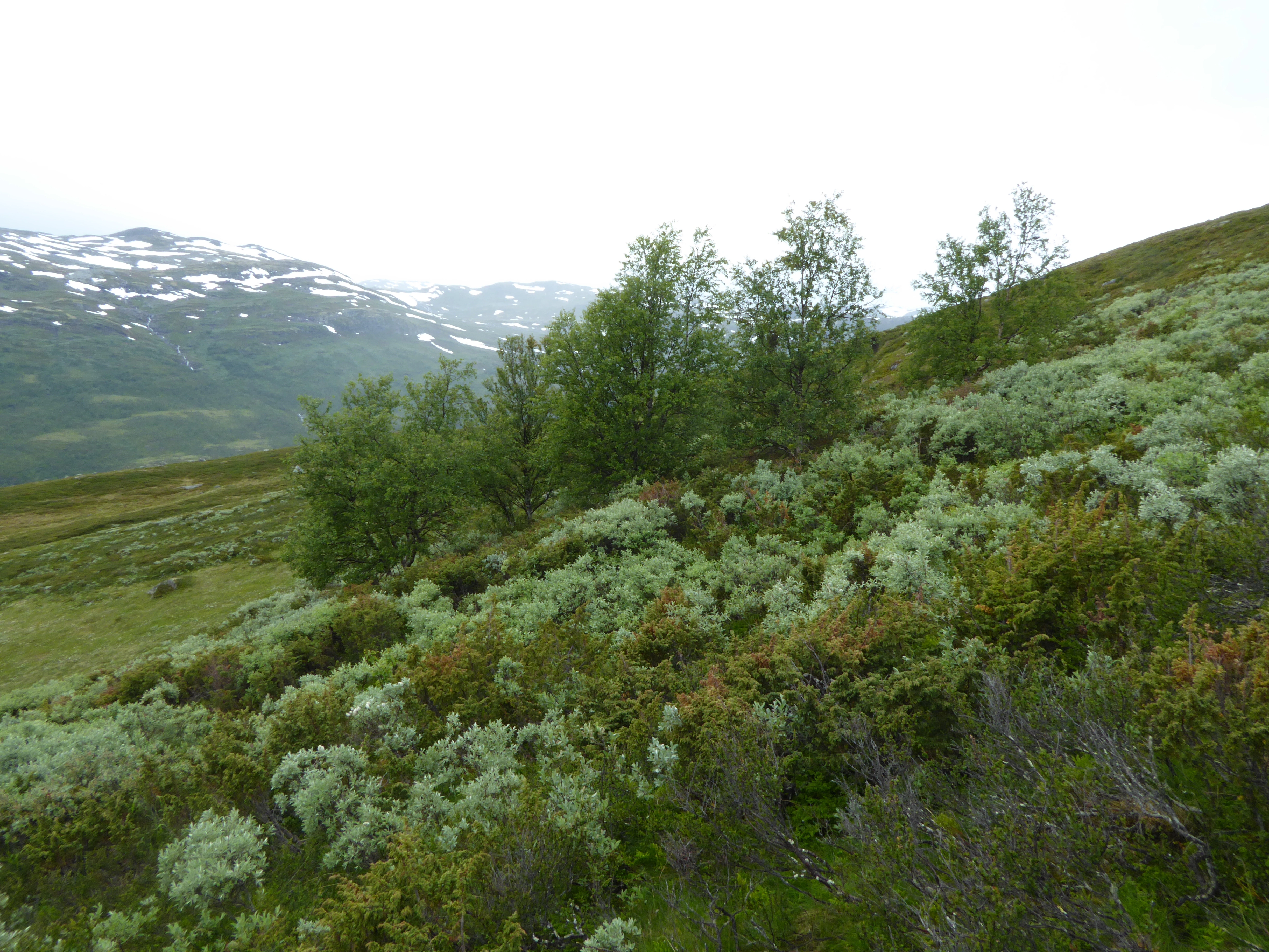 T3-C-13 intermediær kildepåvirket fjellhei.