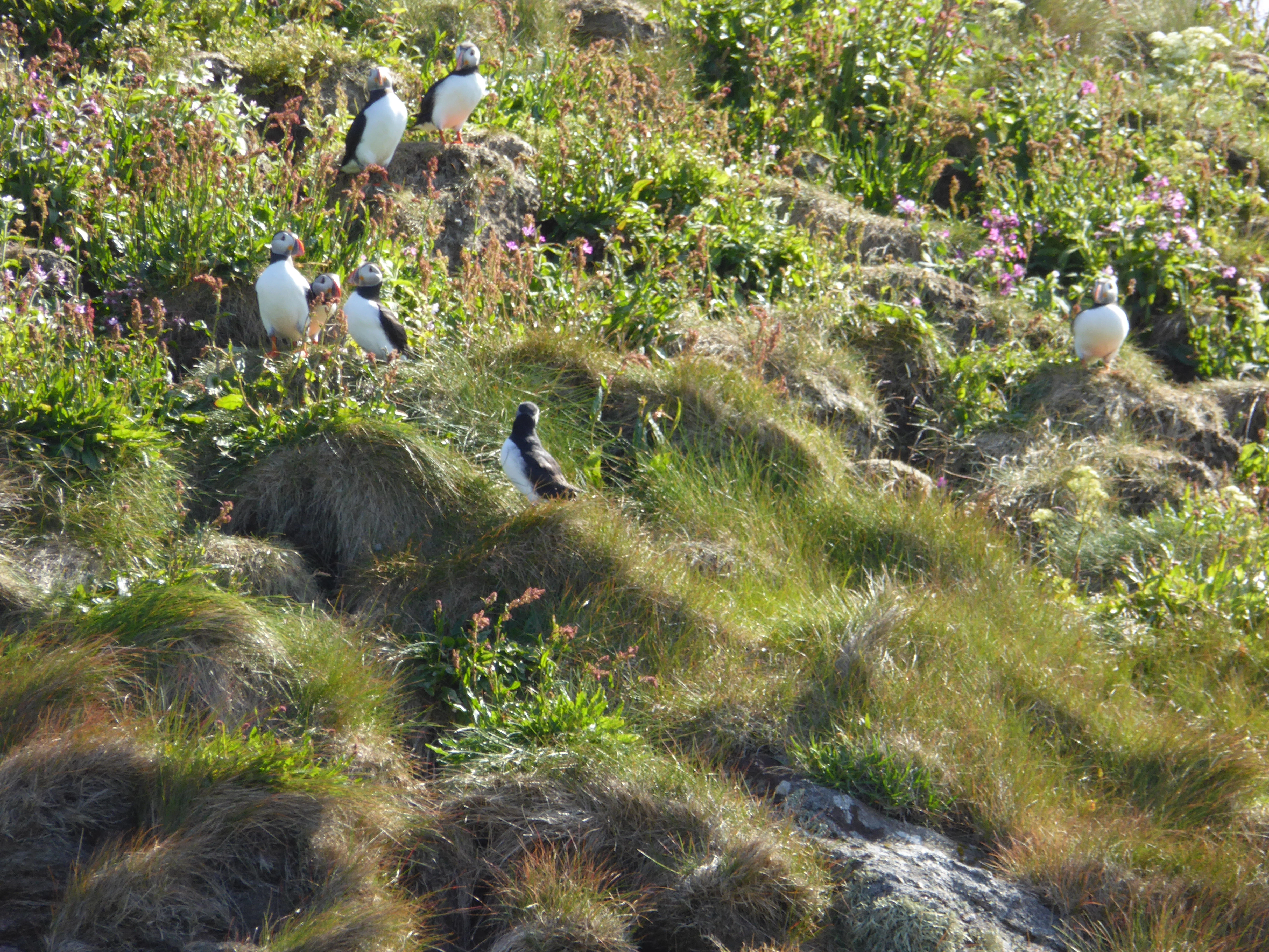 T8-C-1 fuglefjell-høgstaude-enger.