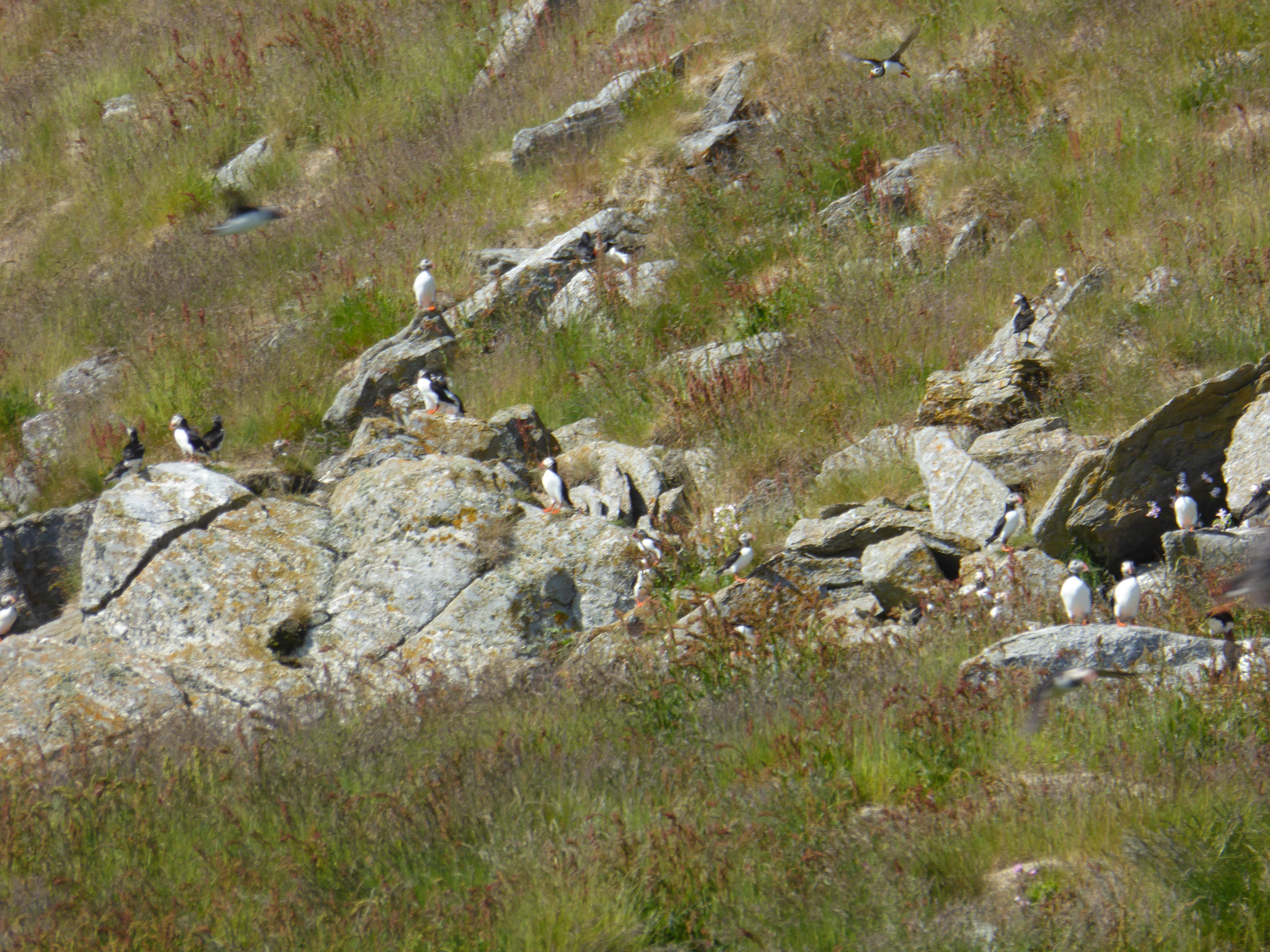 T8-C-1 fuglefjell-høgstaude-enger.