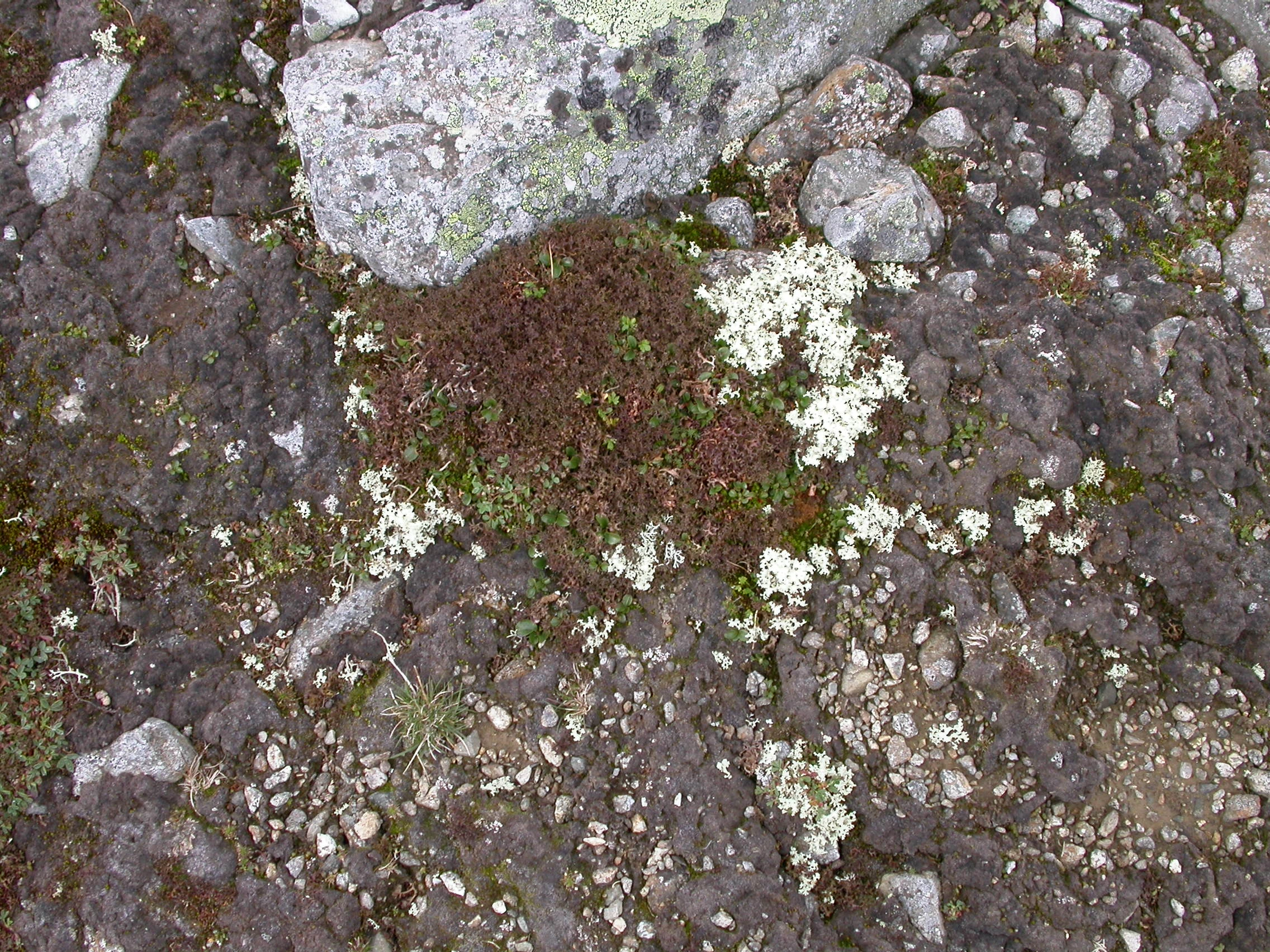 T19-C-1 kalkfattige finjordsflekker.