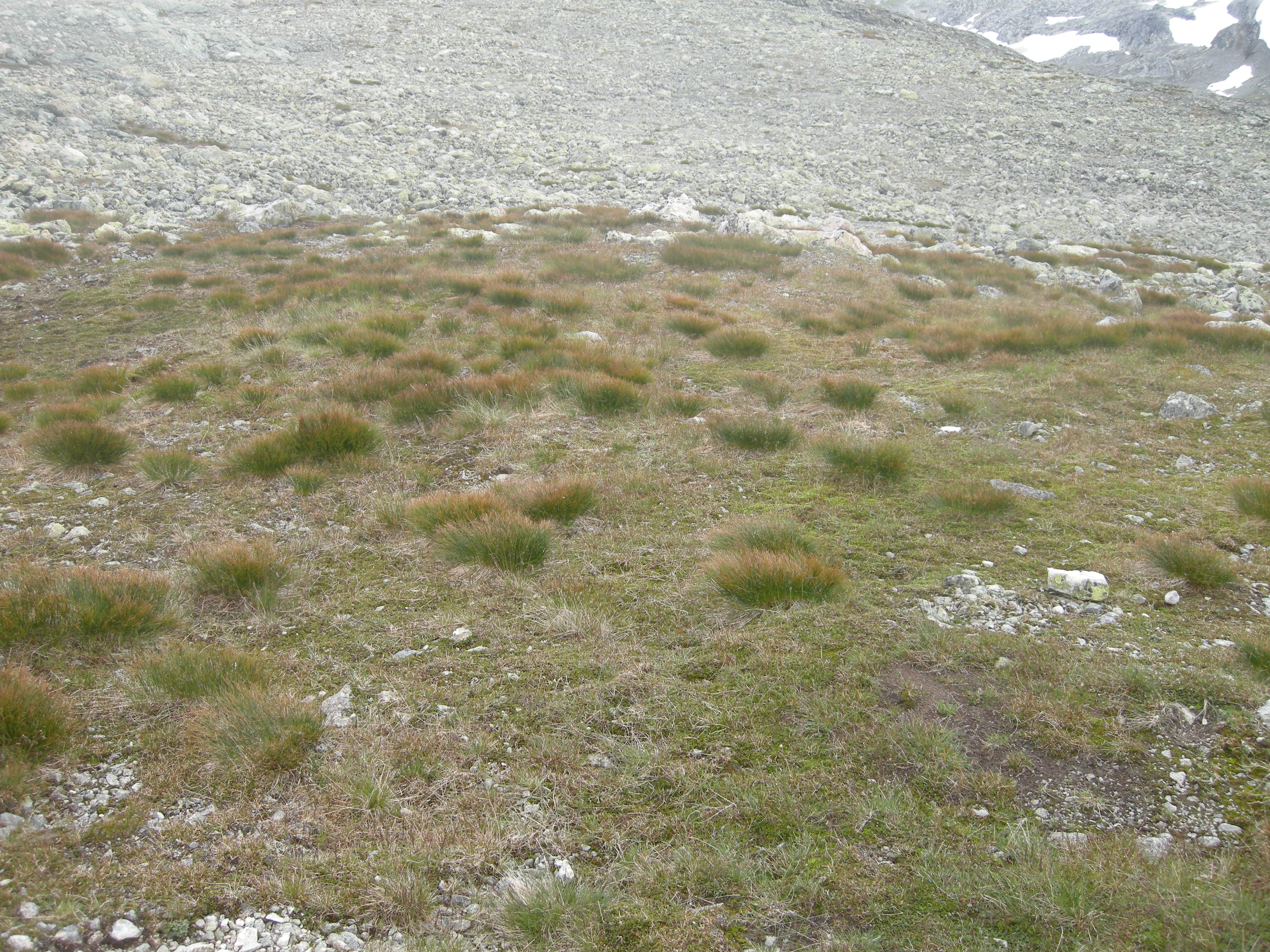 T22-C-1 kalkfattig og intermediær fjellgrashei.