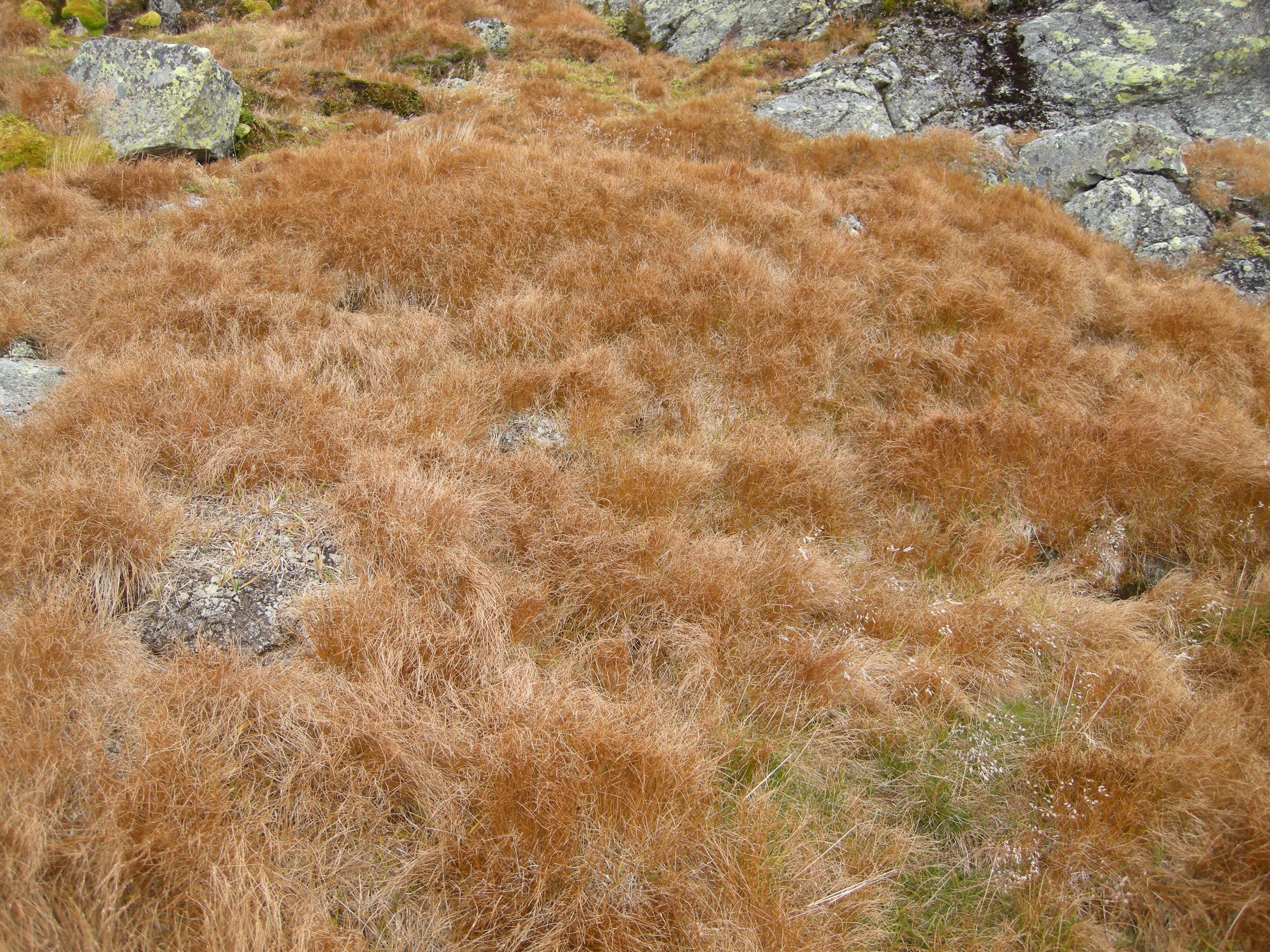 T22-C-2 kalkfattig og intermediært grassnøleie.