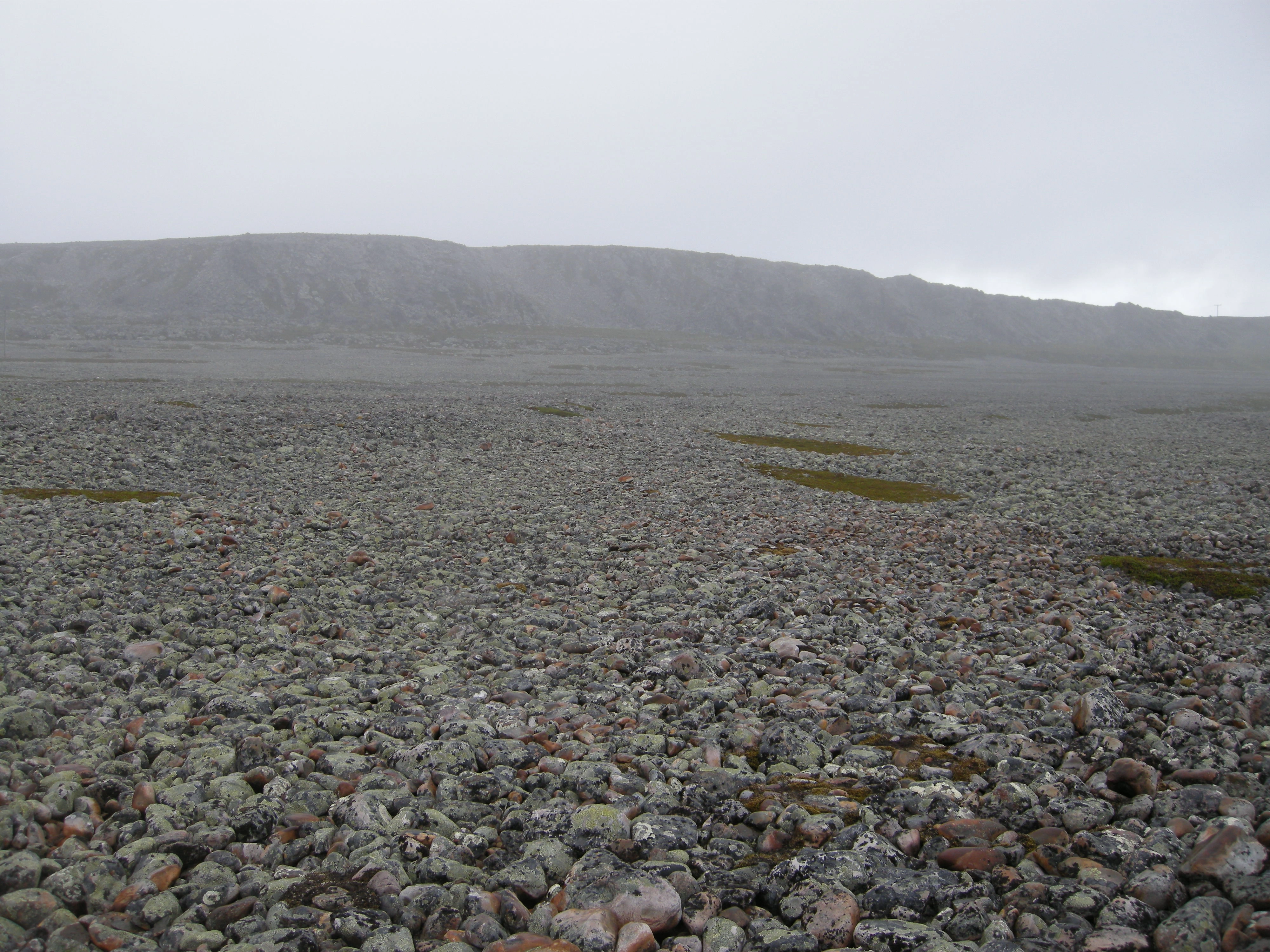 T29-C-1 stein- og grusstrender og strandlinjer i pionérfase på epilitoral fastmark.