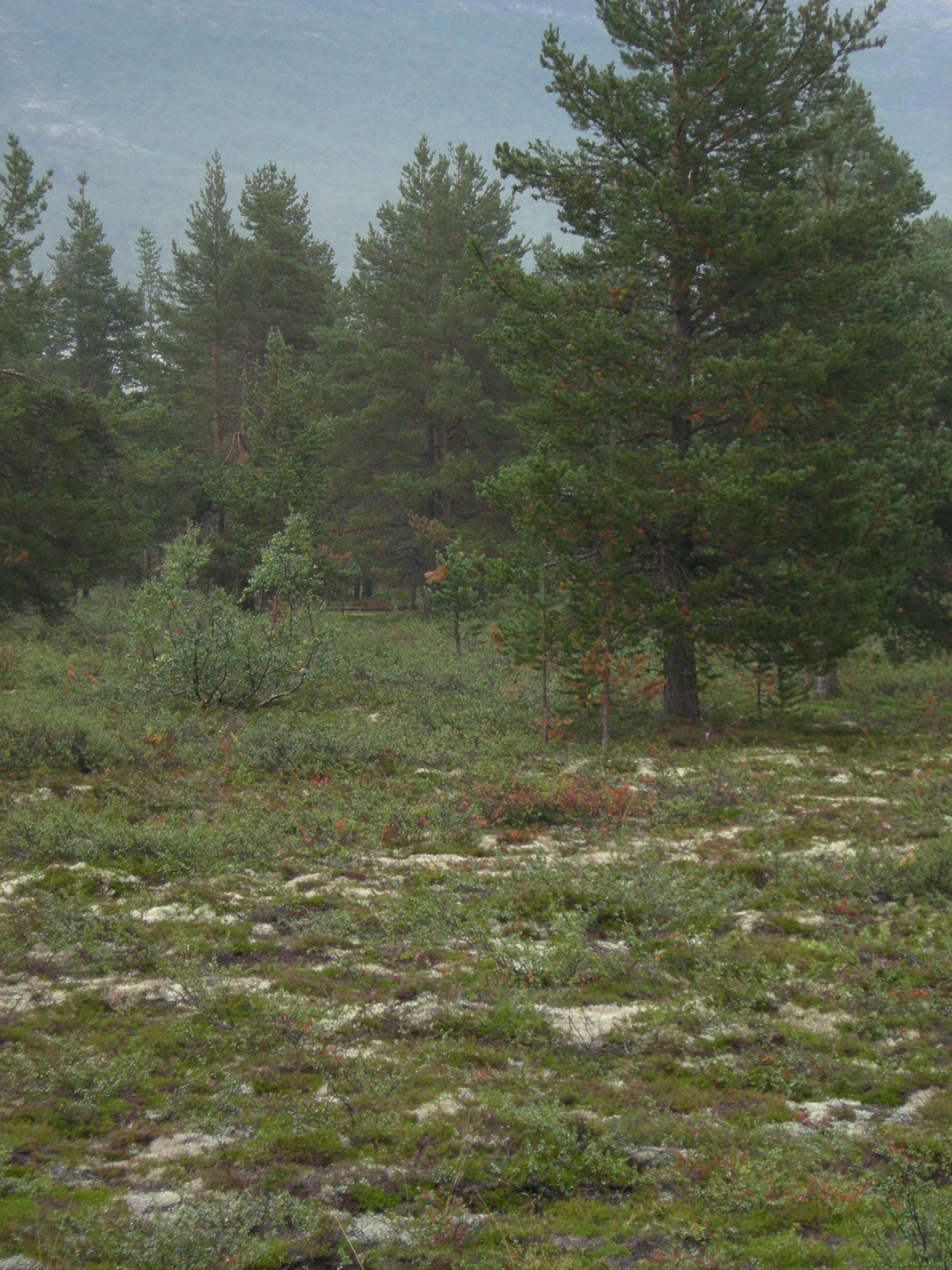 T31-C-3 kalkfattig boreal lavhei.