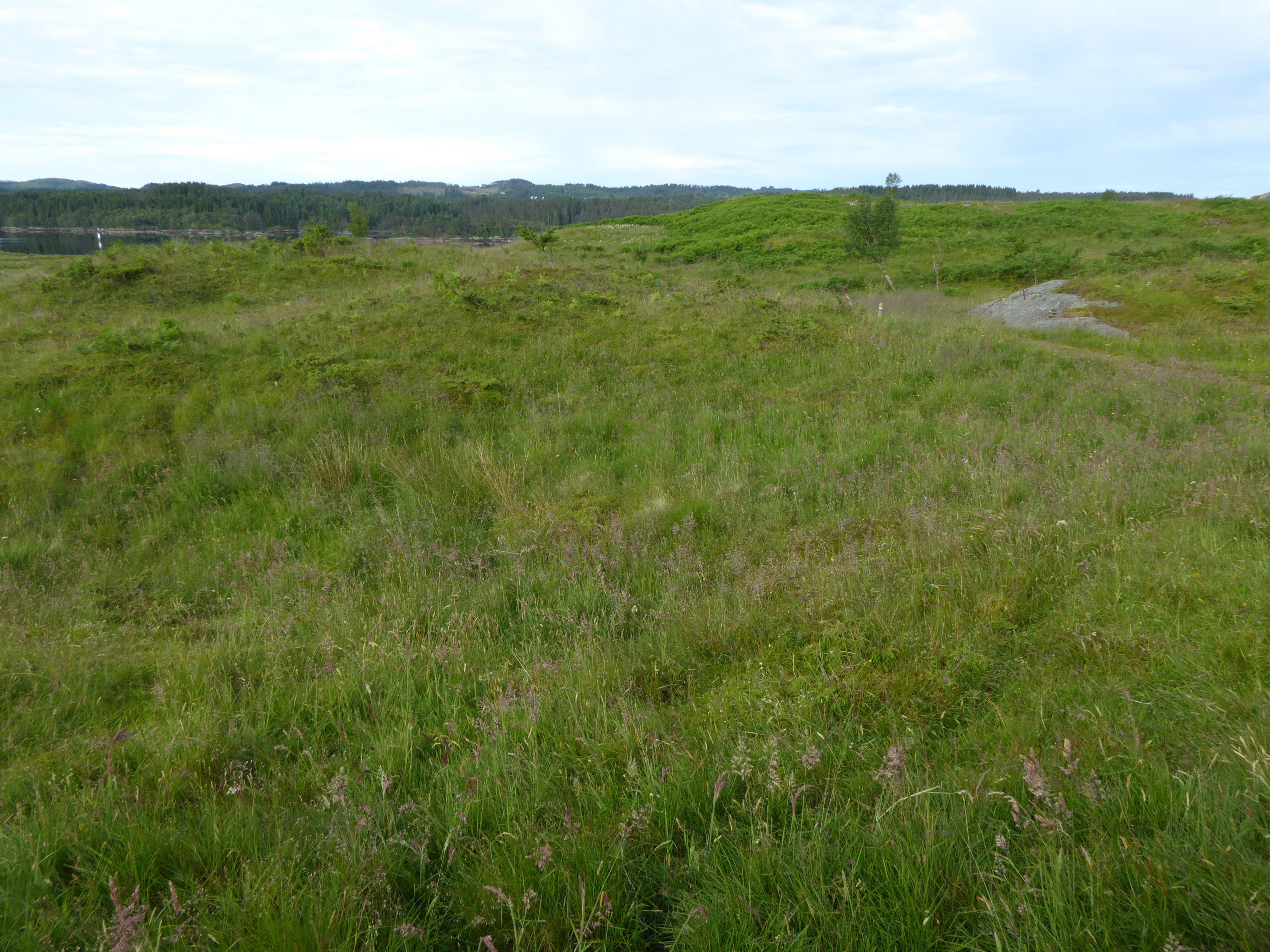 T32-C-6 intermediær eng med svakt preg av gjødsling.