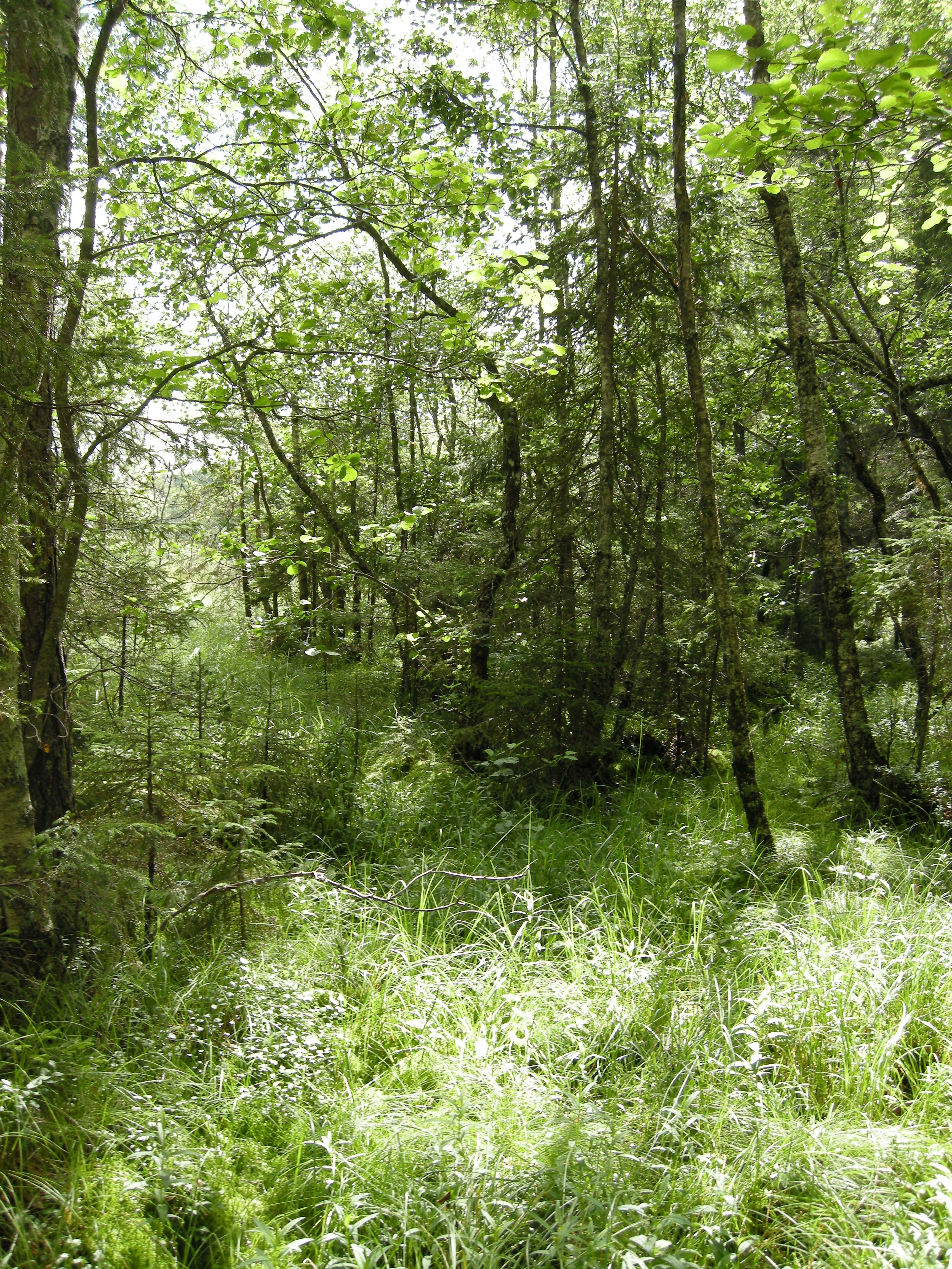 V2-C-2 sterkt intermediære litt kalkrike myr- og sumpskog-marker.