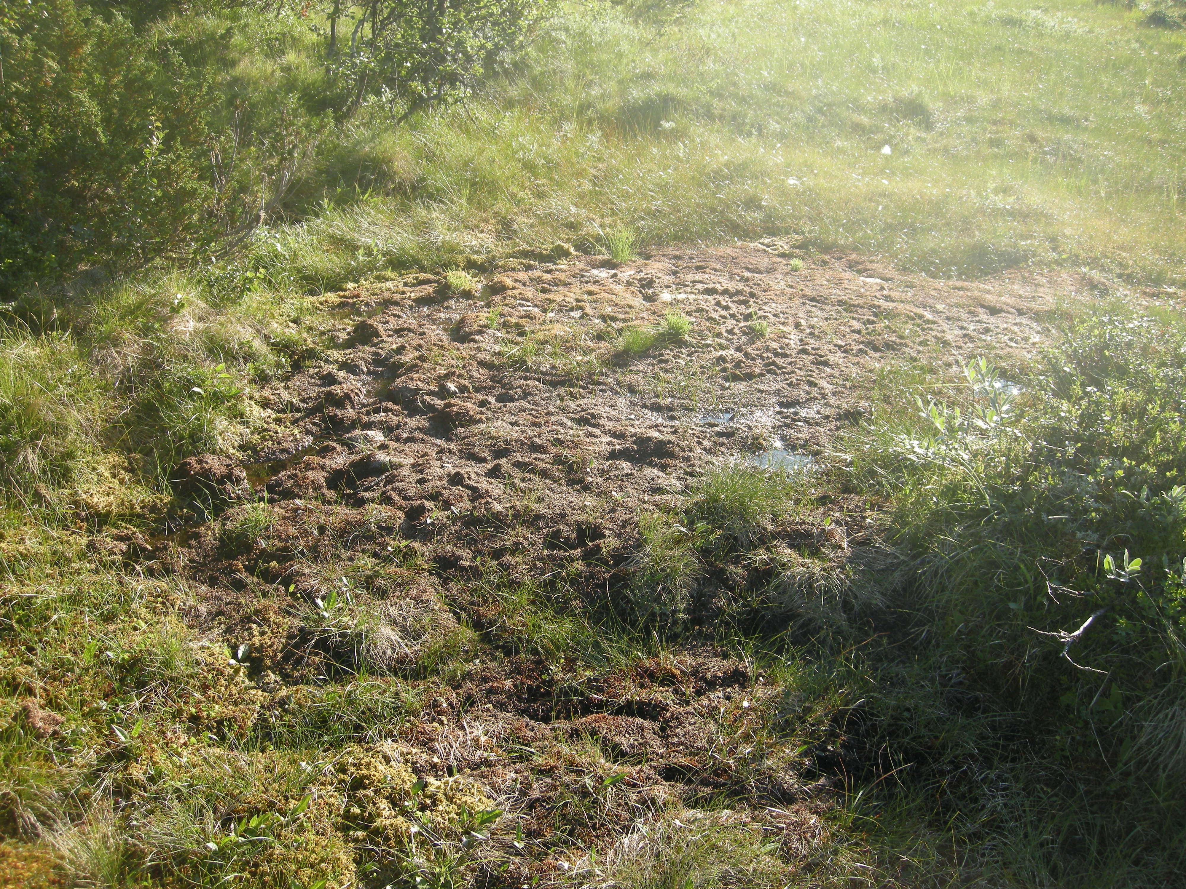 V4-C-4 sterkt intermediære og litt kalkrike torvmarkskilder.