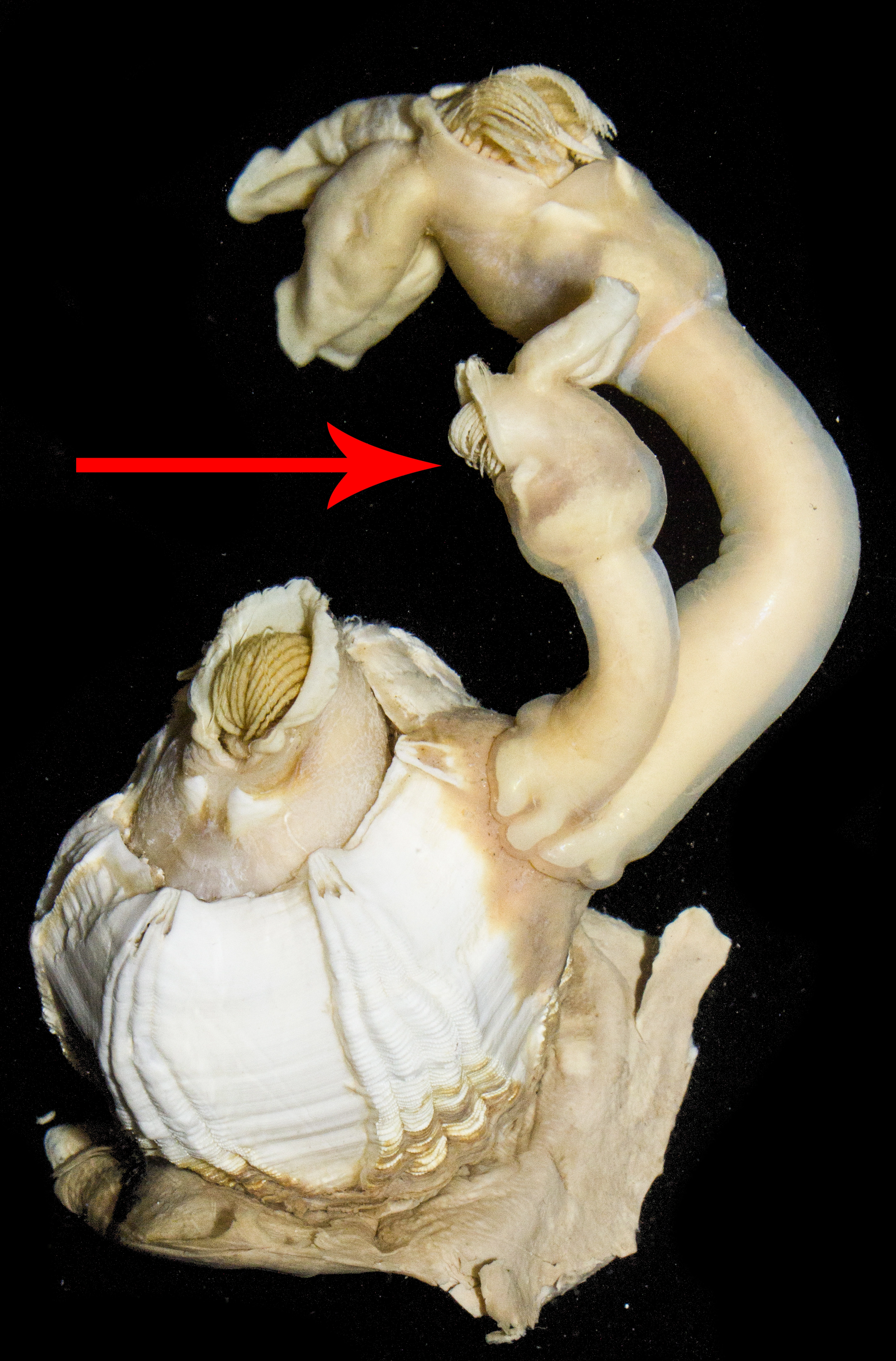 Langhalser: Conchoderma auritum.