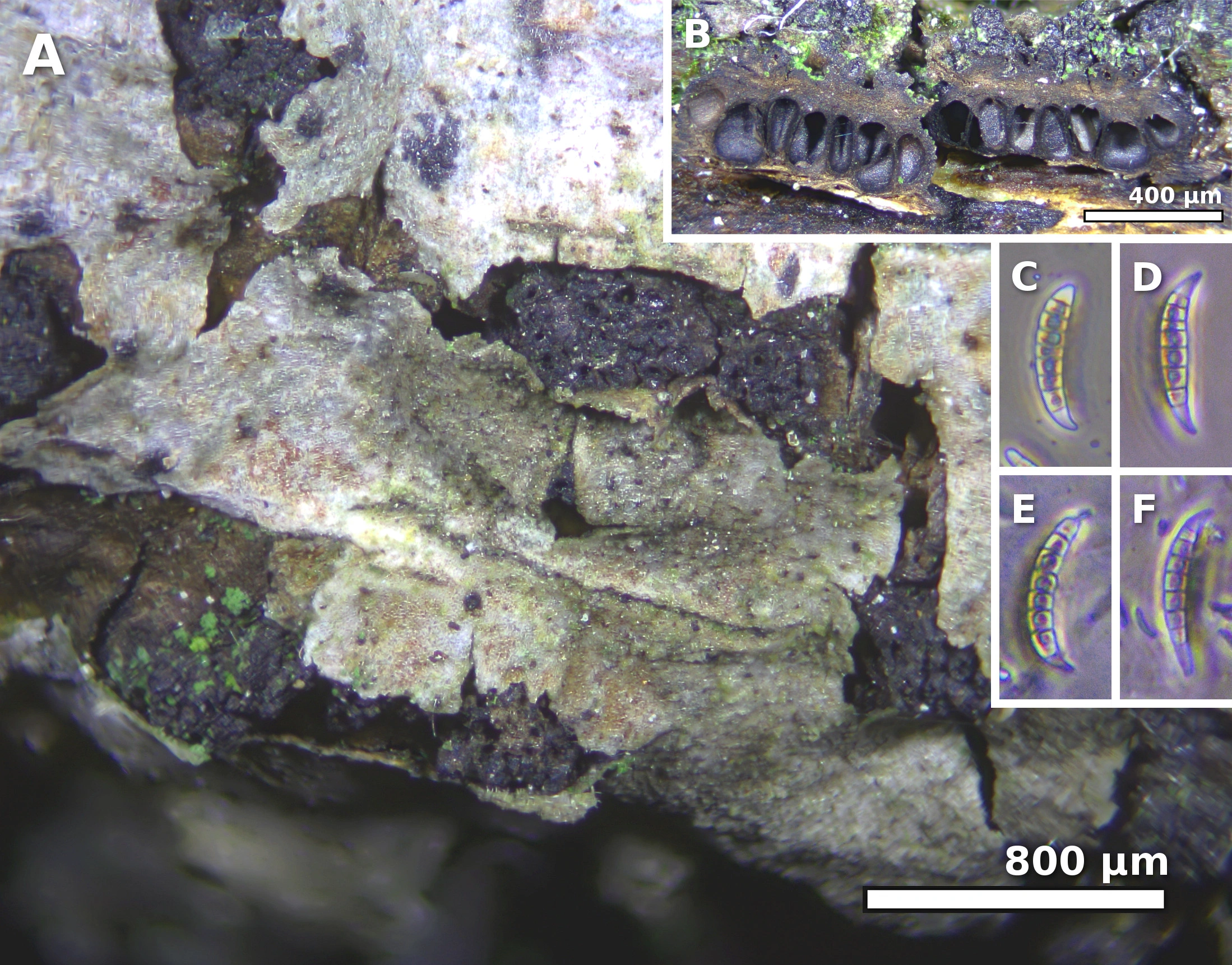 Taggvorteordenen: Melogramma campylosporum.