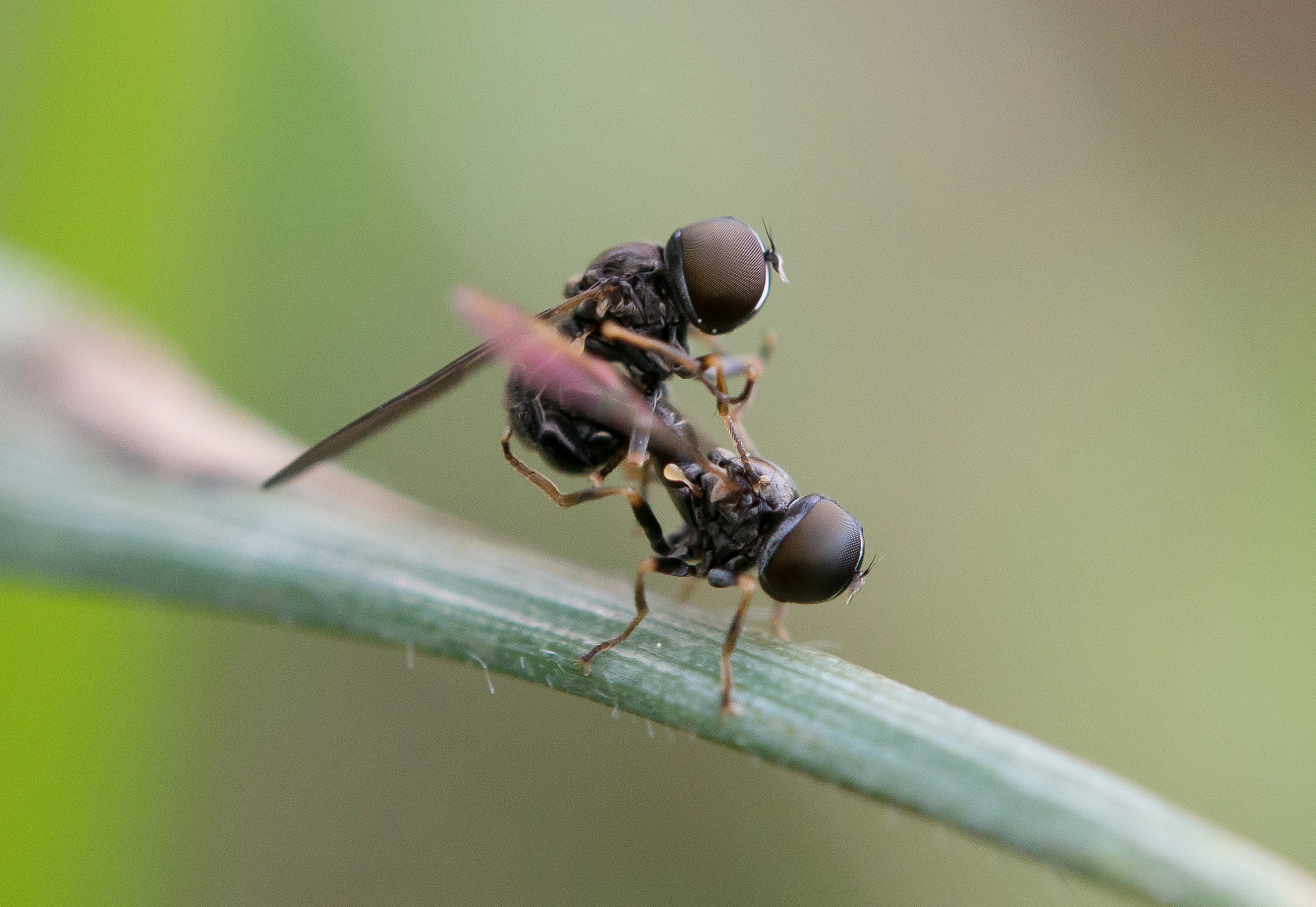 Øyefluer. Øyefluer: Dorylomorpha confusa.