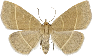 olivenfly