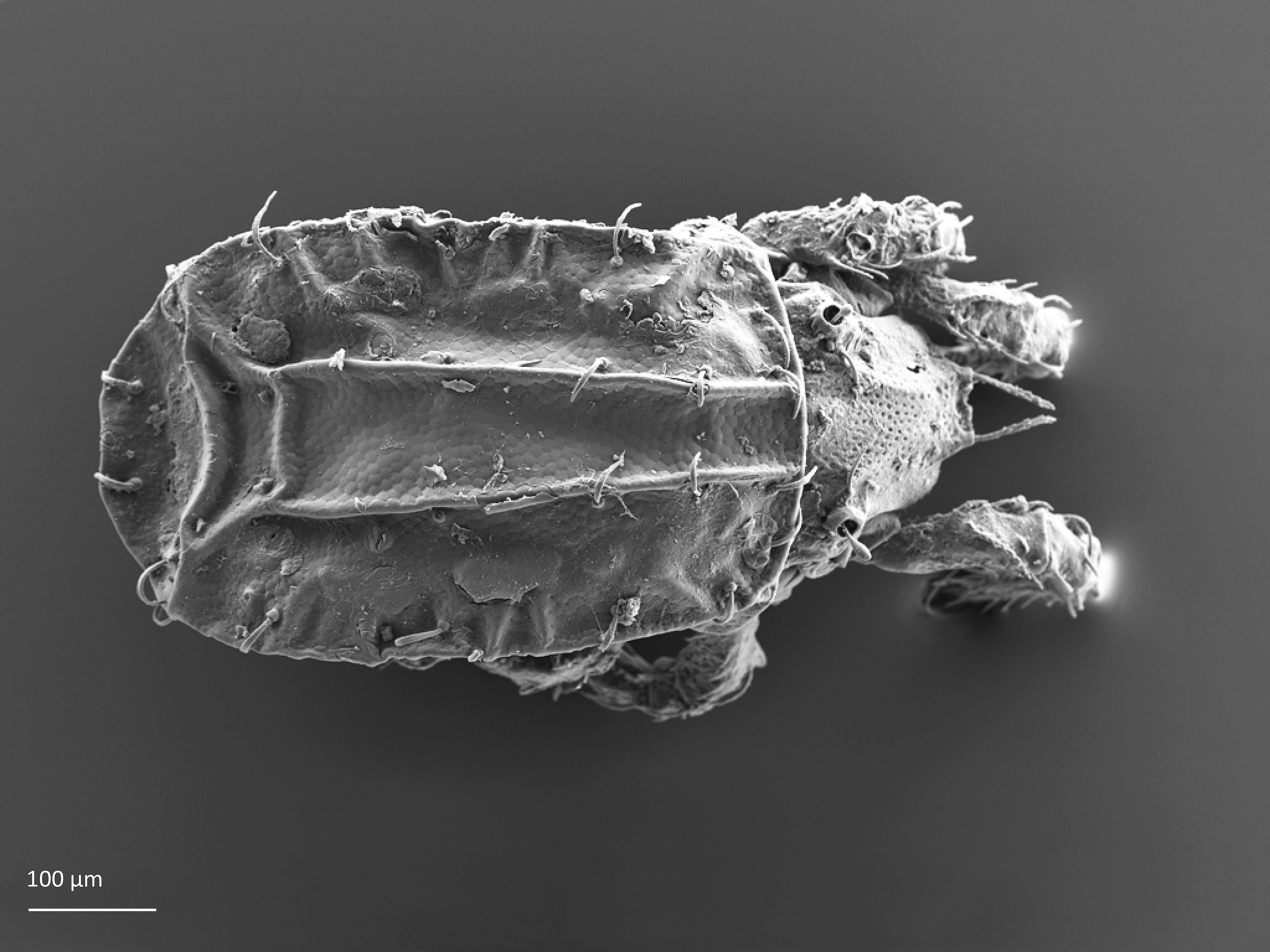 Midd: Camisia solhoeyi. Midd: Crotoniidae.