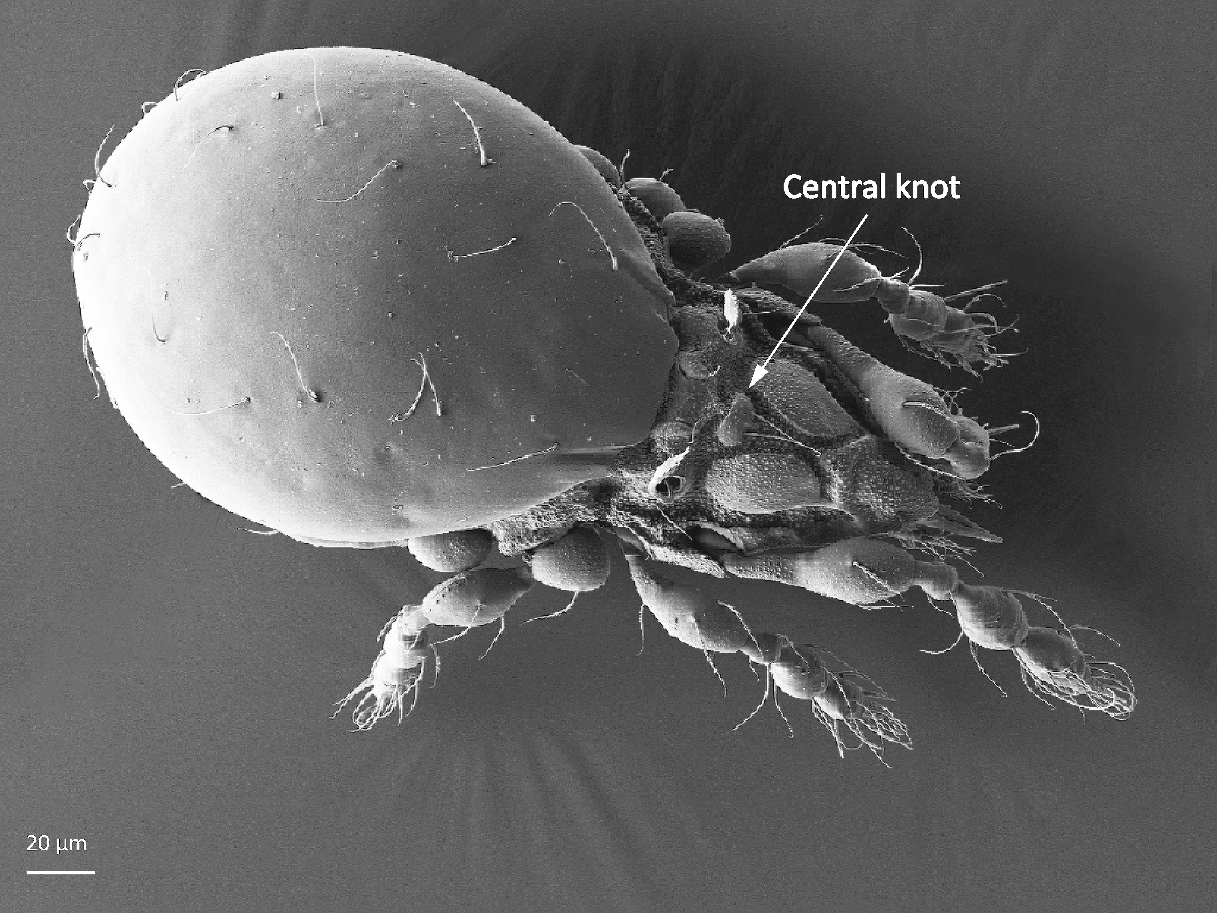 Midd: Suctobelbidae. Midd: Suctobelbata truncicola.