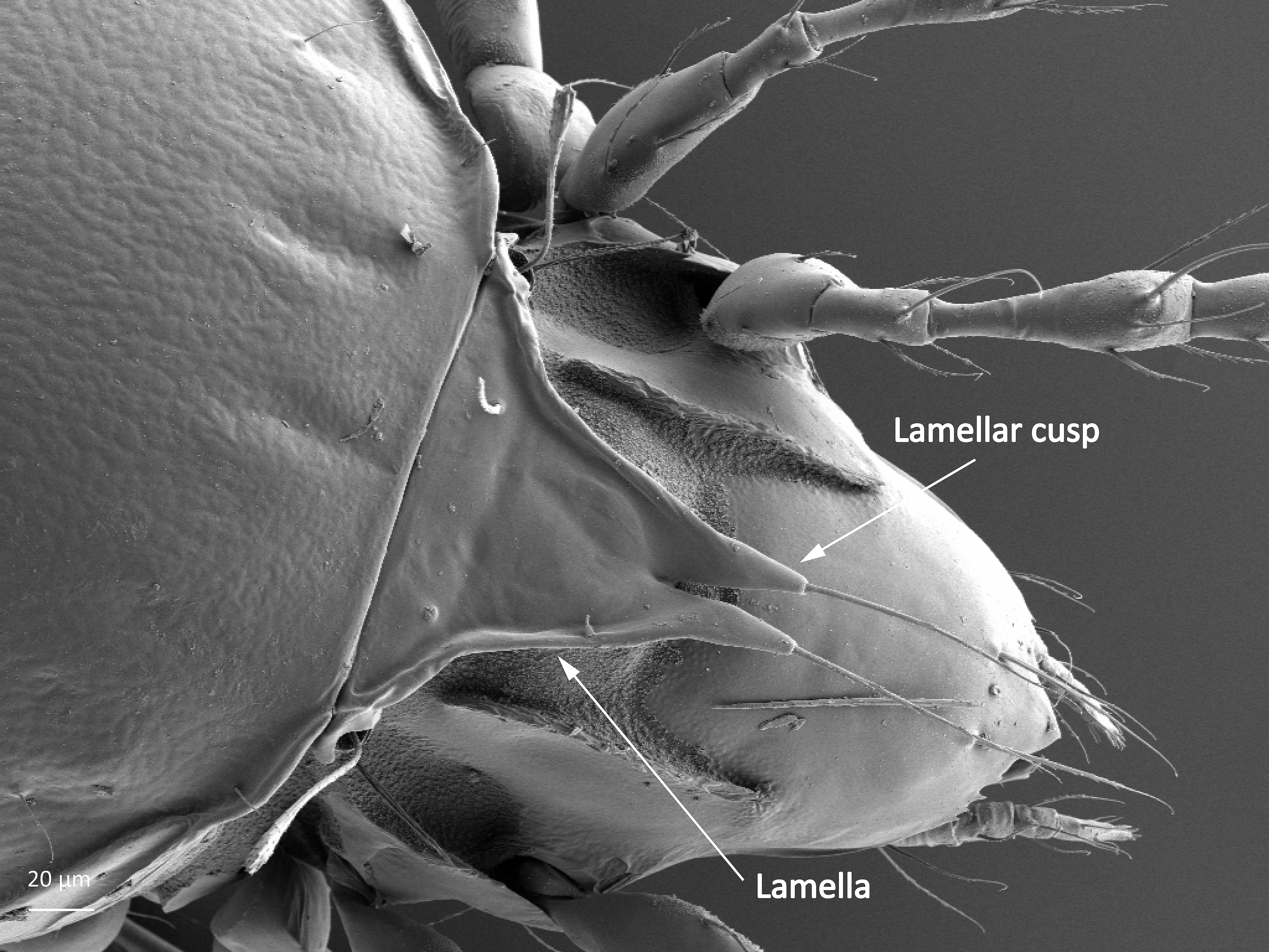 Midd: Furcoribula furcillata.