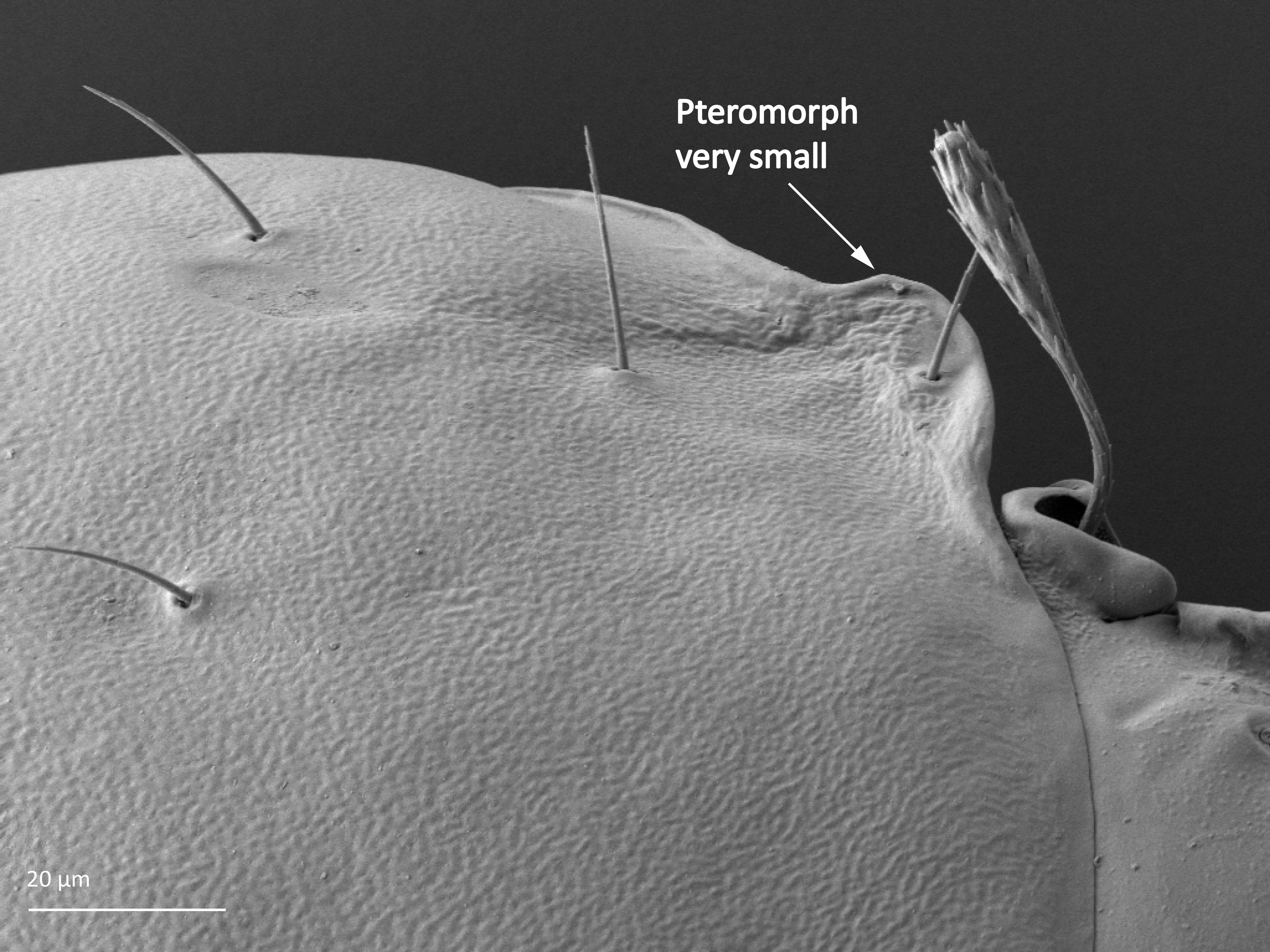 Midd: Oribatula tibialis.