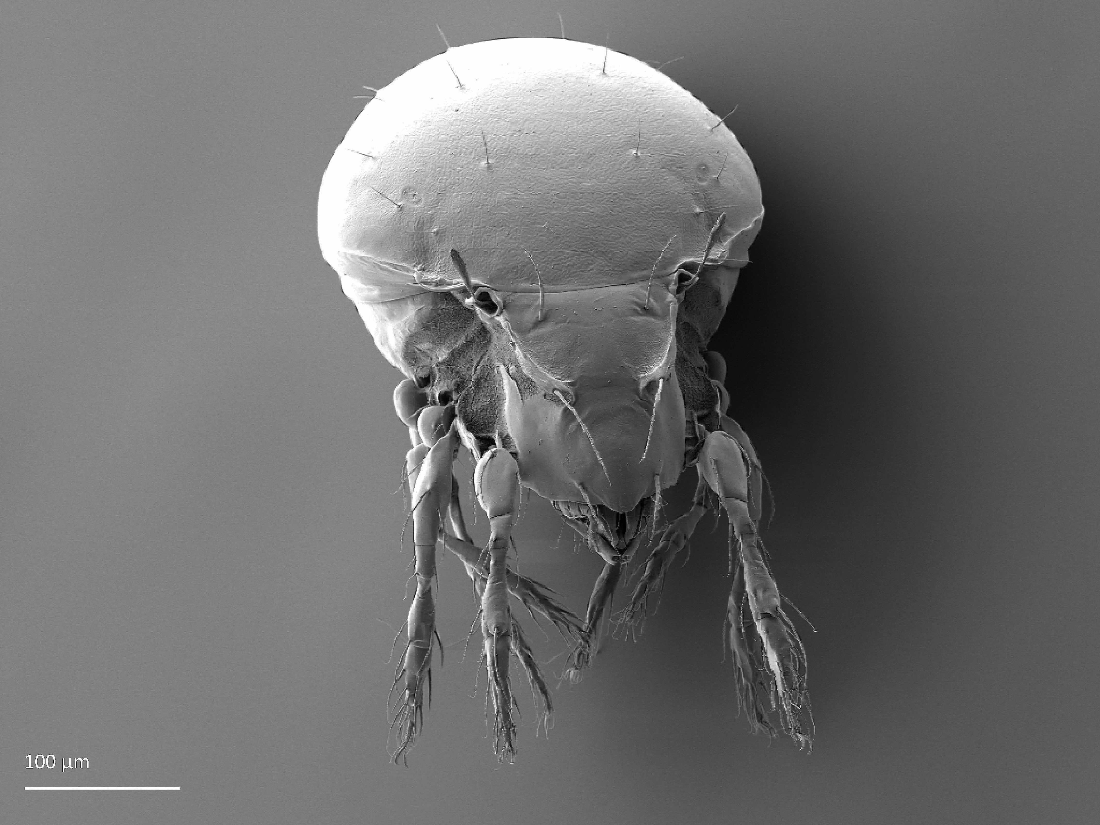 Midd: Oribatula tibialis.