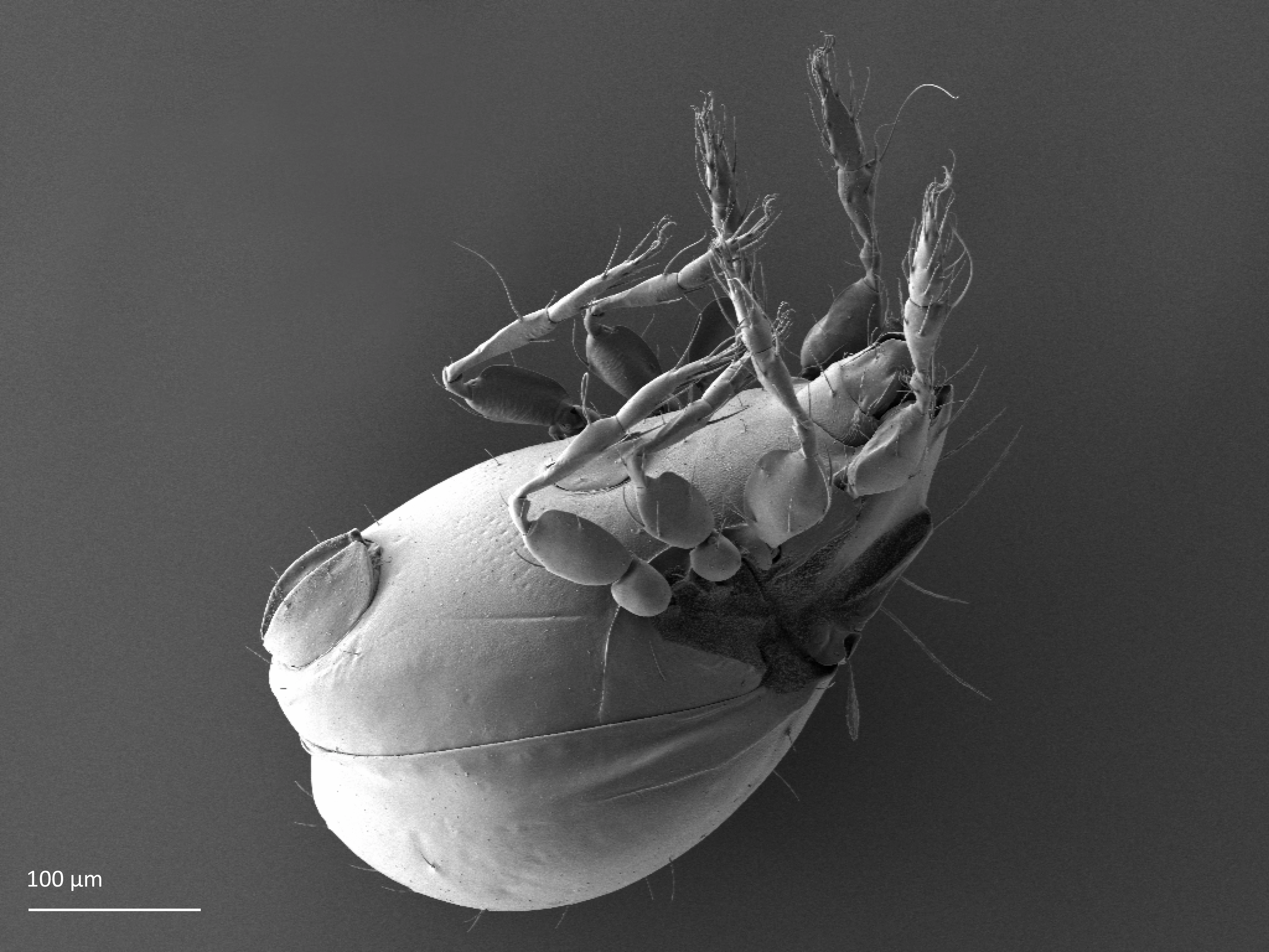 Midd: Oribatula tibialis.