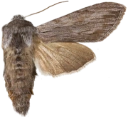 Svevehettefly.