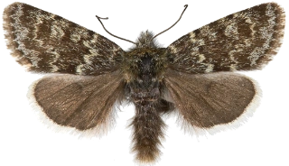 sotdagfly