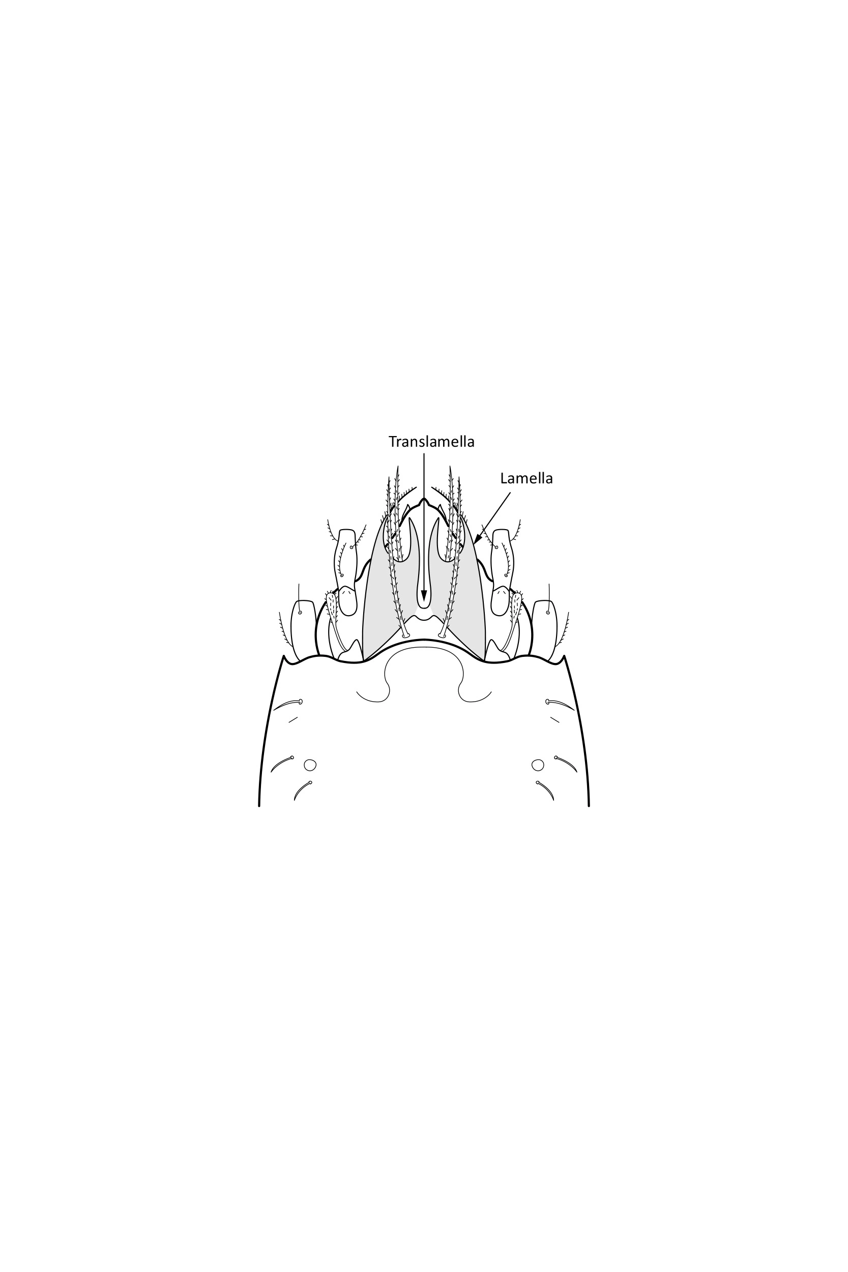 Midd: Oribatellidae.