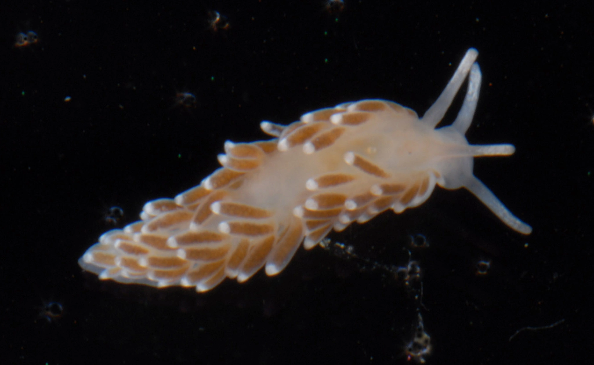 Bløtdyr: Cuthonella concinna.