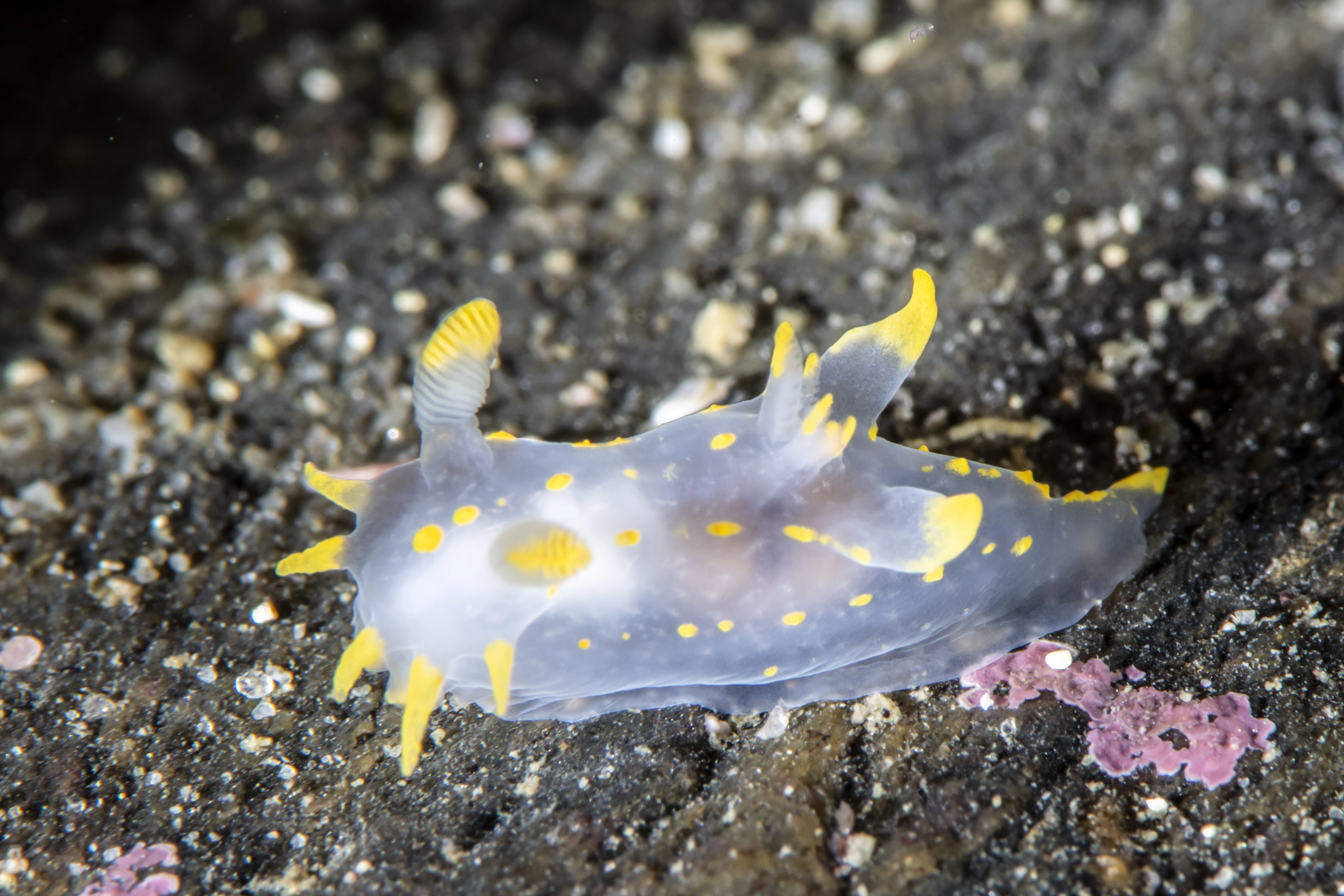 Nakensnegler: Polycera quadrilineata.