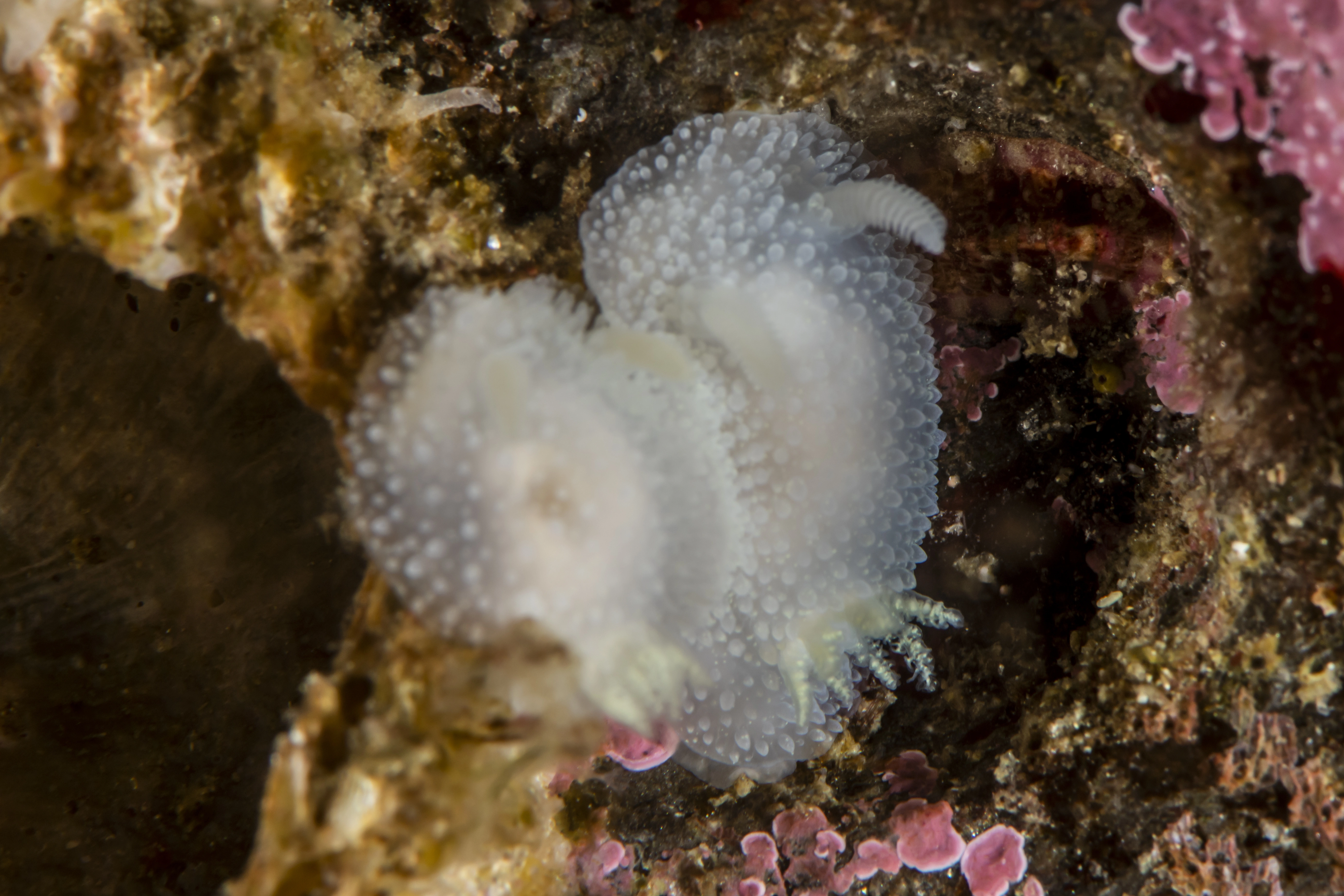 Bløtdyr: Acanthodoris pilosa.