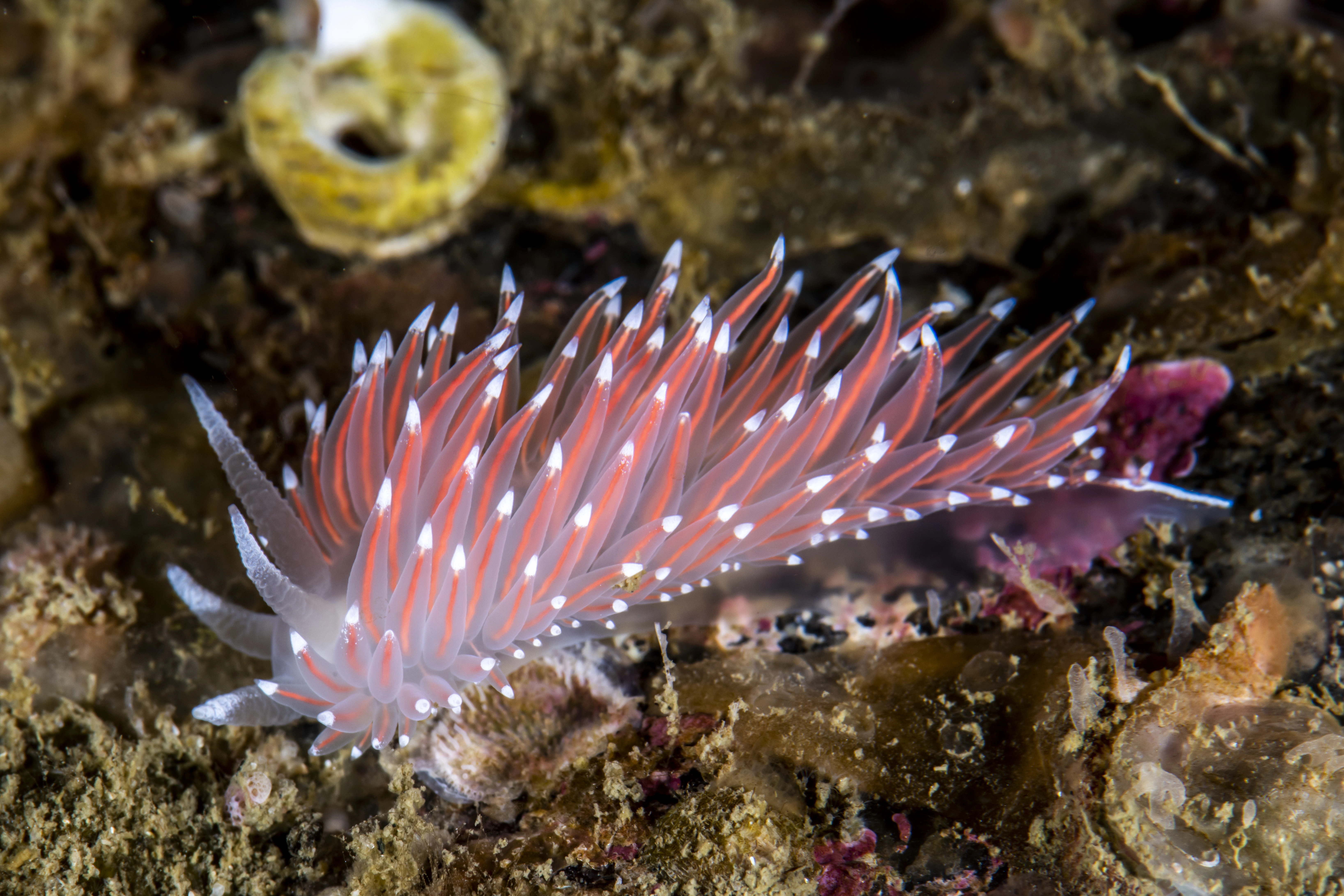 Bløtdyr: Coryphella nobilis.