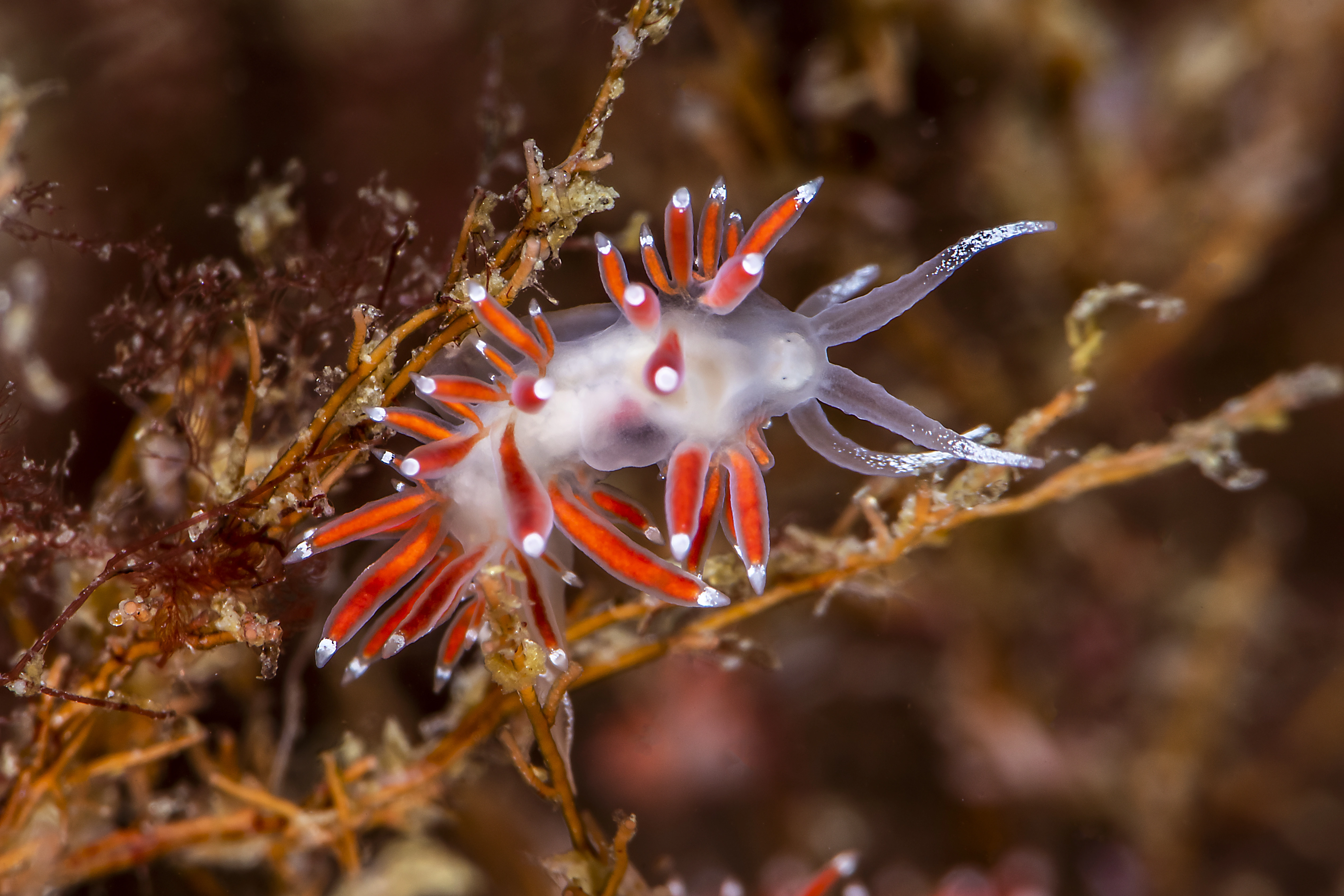 Bløtdyr: Coryphella gracilis.