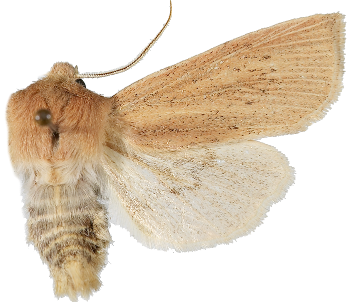 Takrørfly.