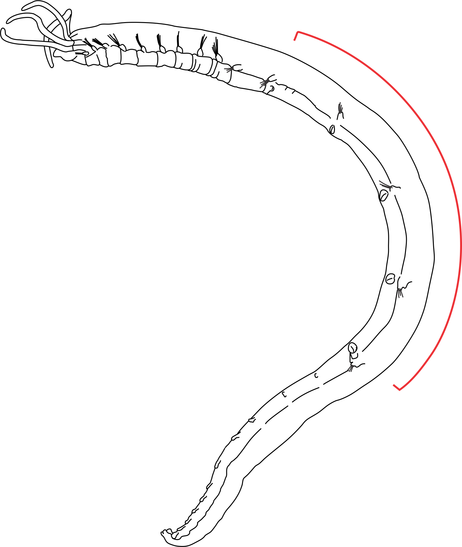 Flerbørstemarker: Eclysippe vanelli.