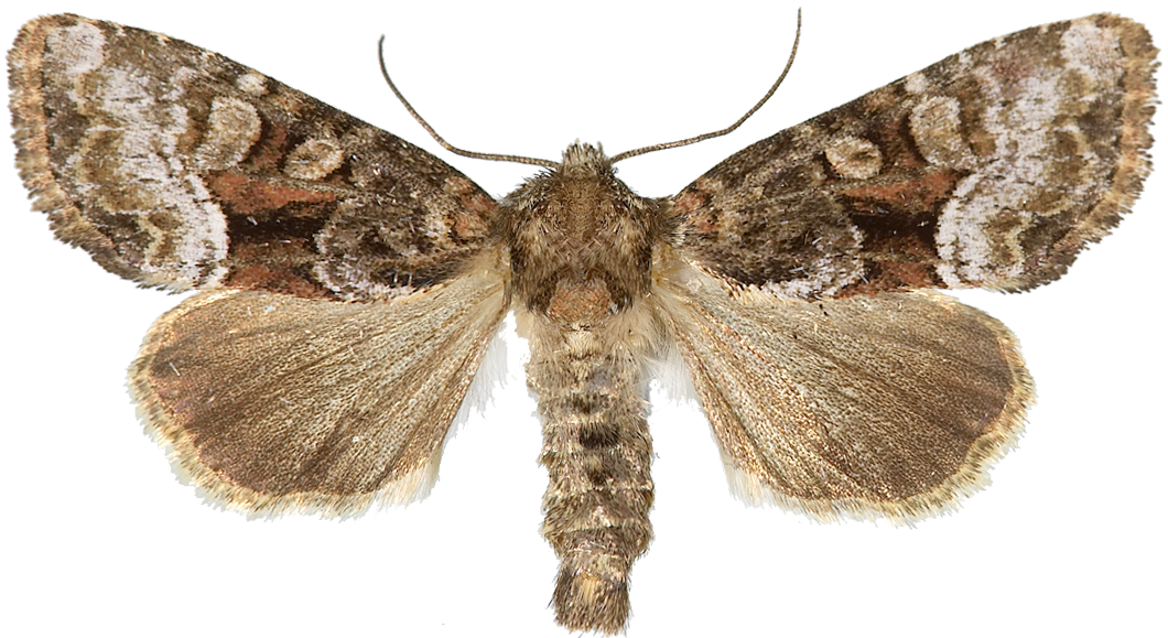 Nattfly: Oligia versicolor.