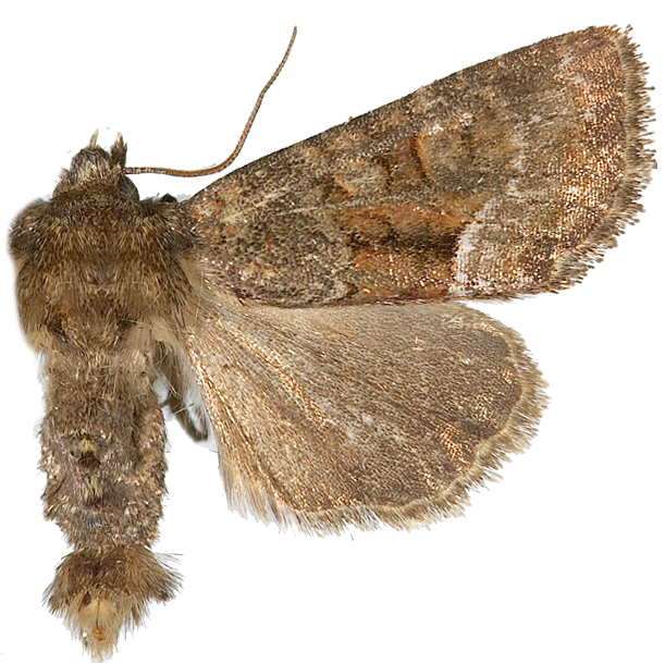 Nattfly: Oligia versicolor.