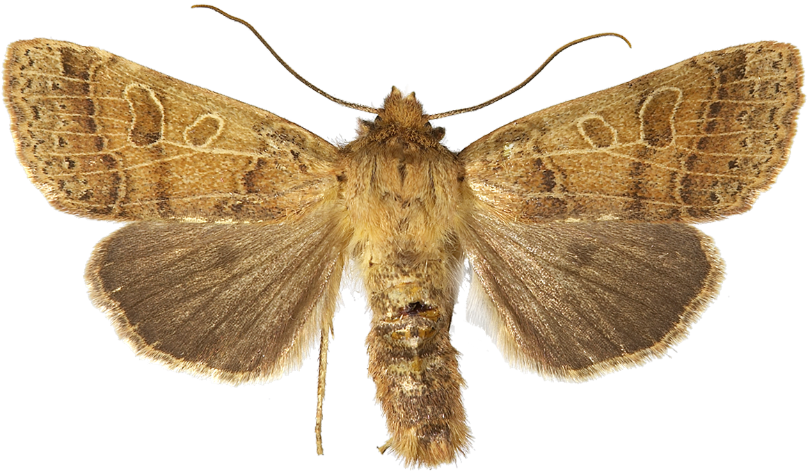 Glanshøstfly.