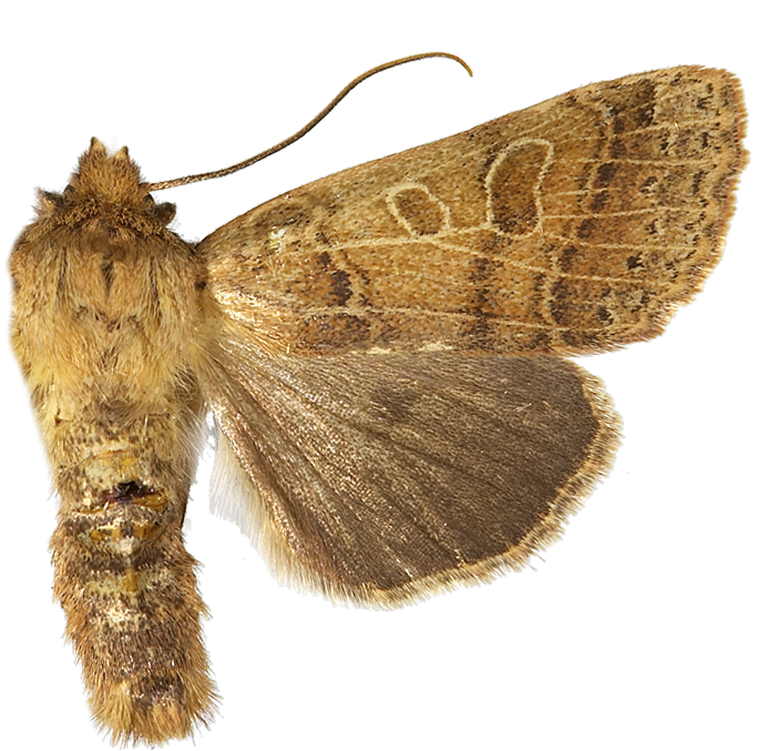 Glanshøstfly.