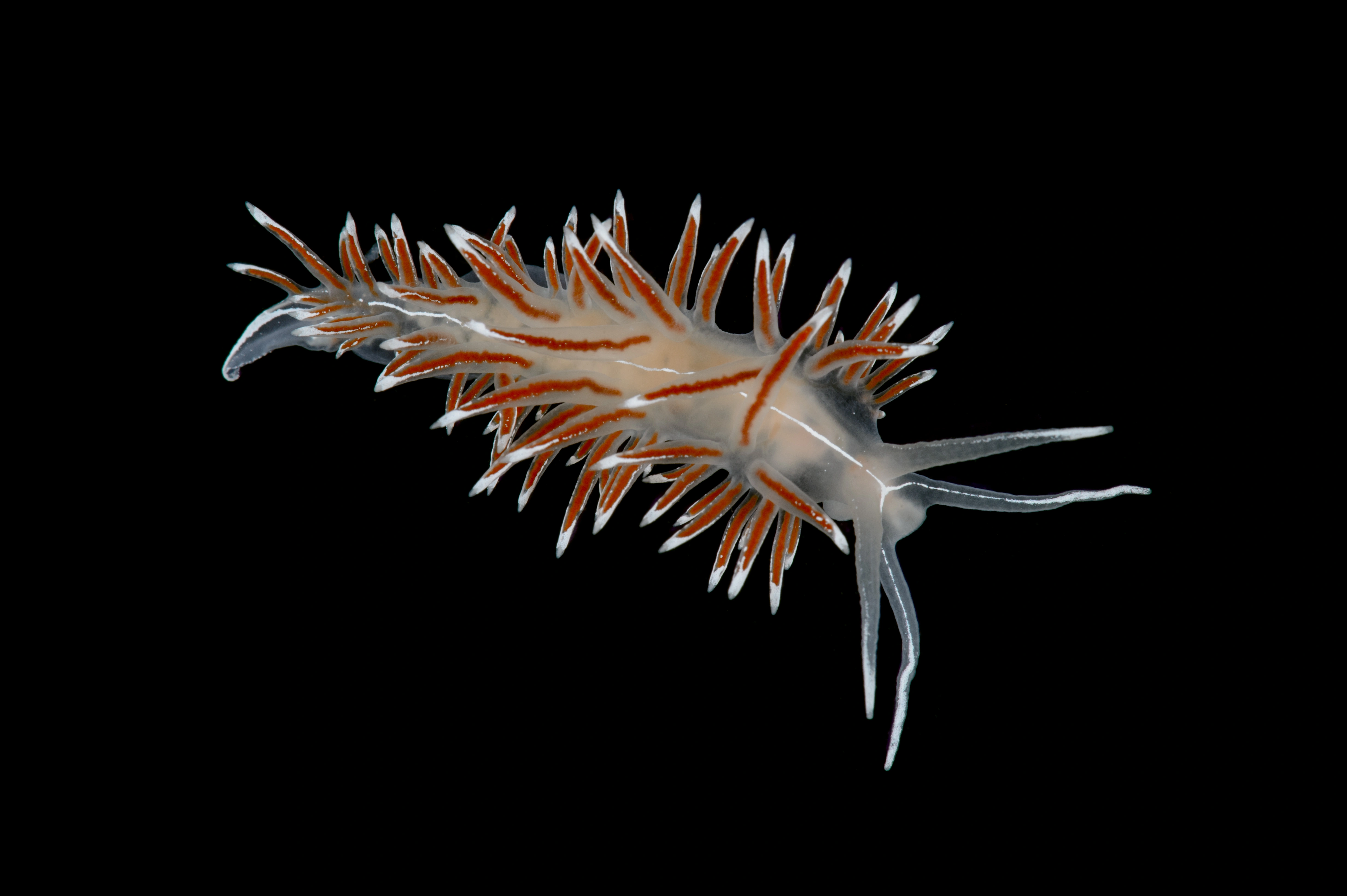 Bløtdyr: Coryphella lineata.