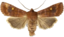 Bølgefly.