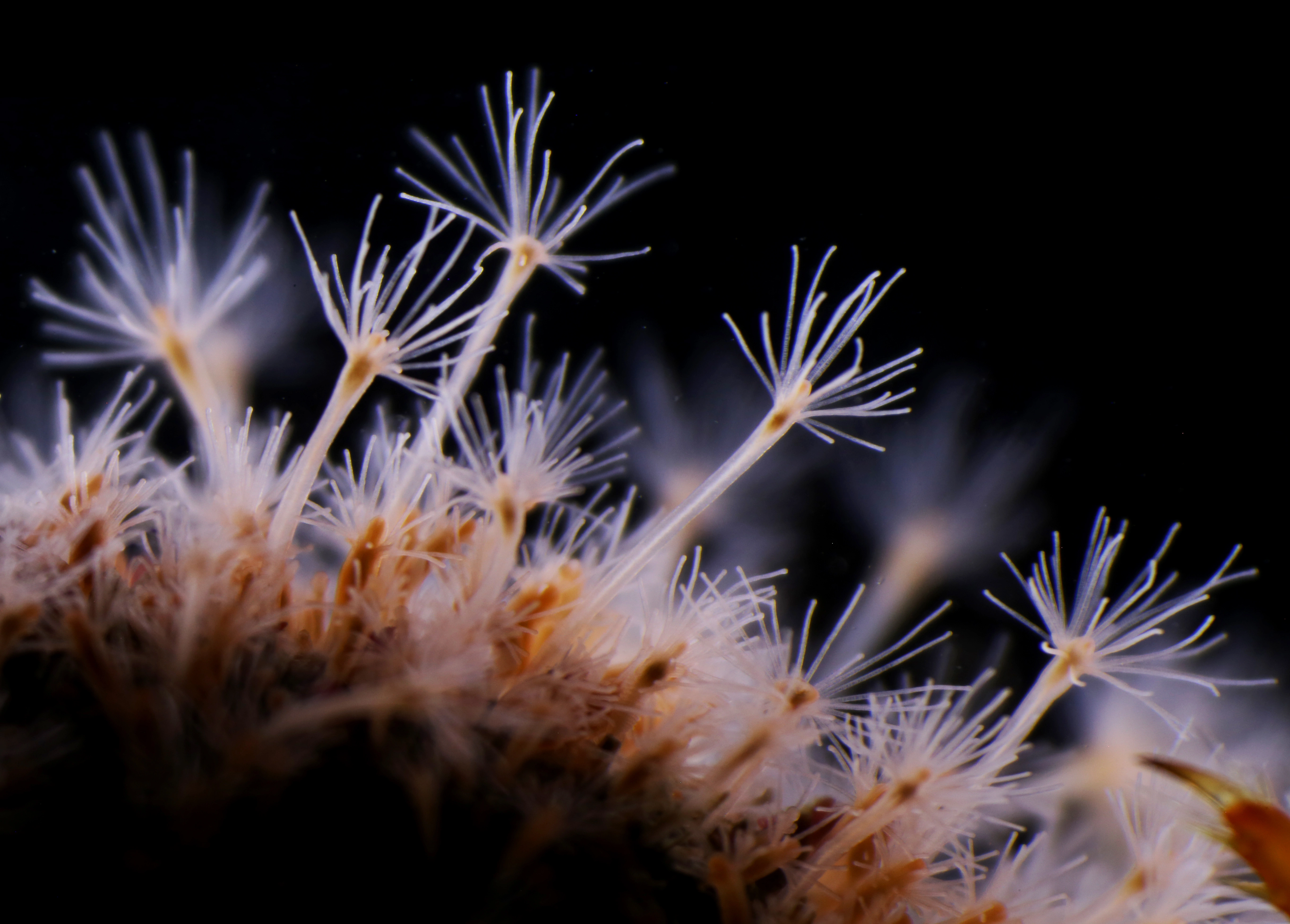 Hydrozoer: Hydractinia sarsii.