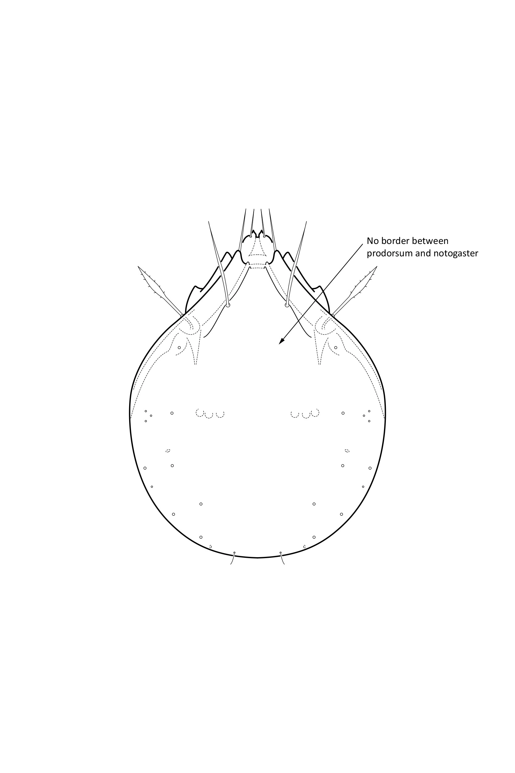 Midd: Gustavia microcephala.