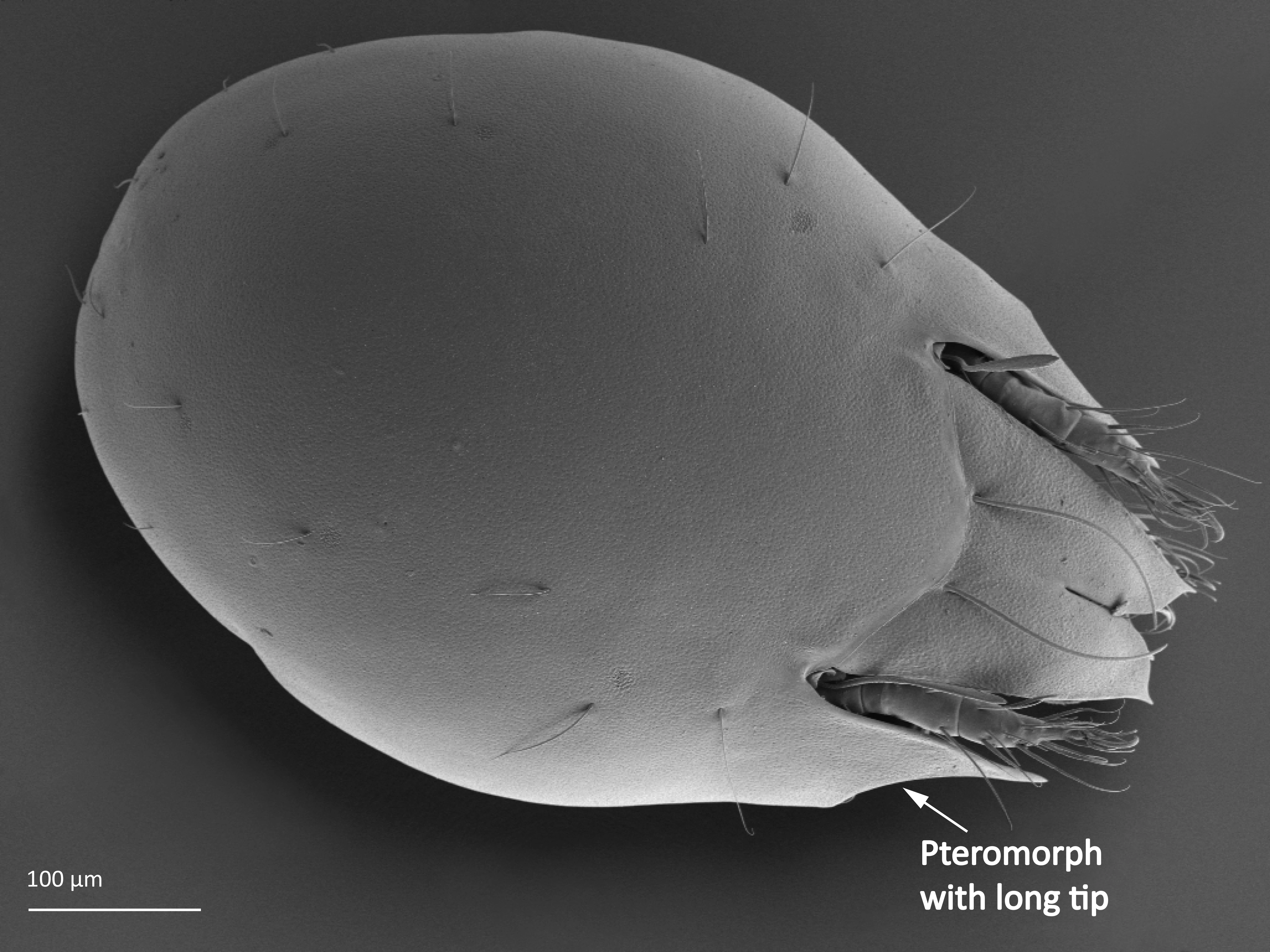 Midd: Parachipteria punctata.