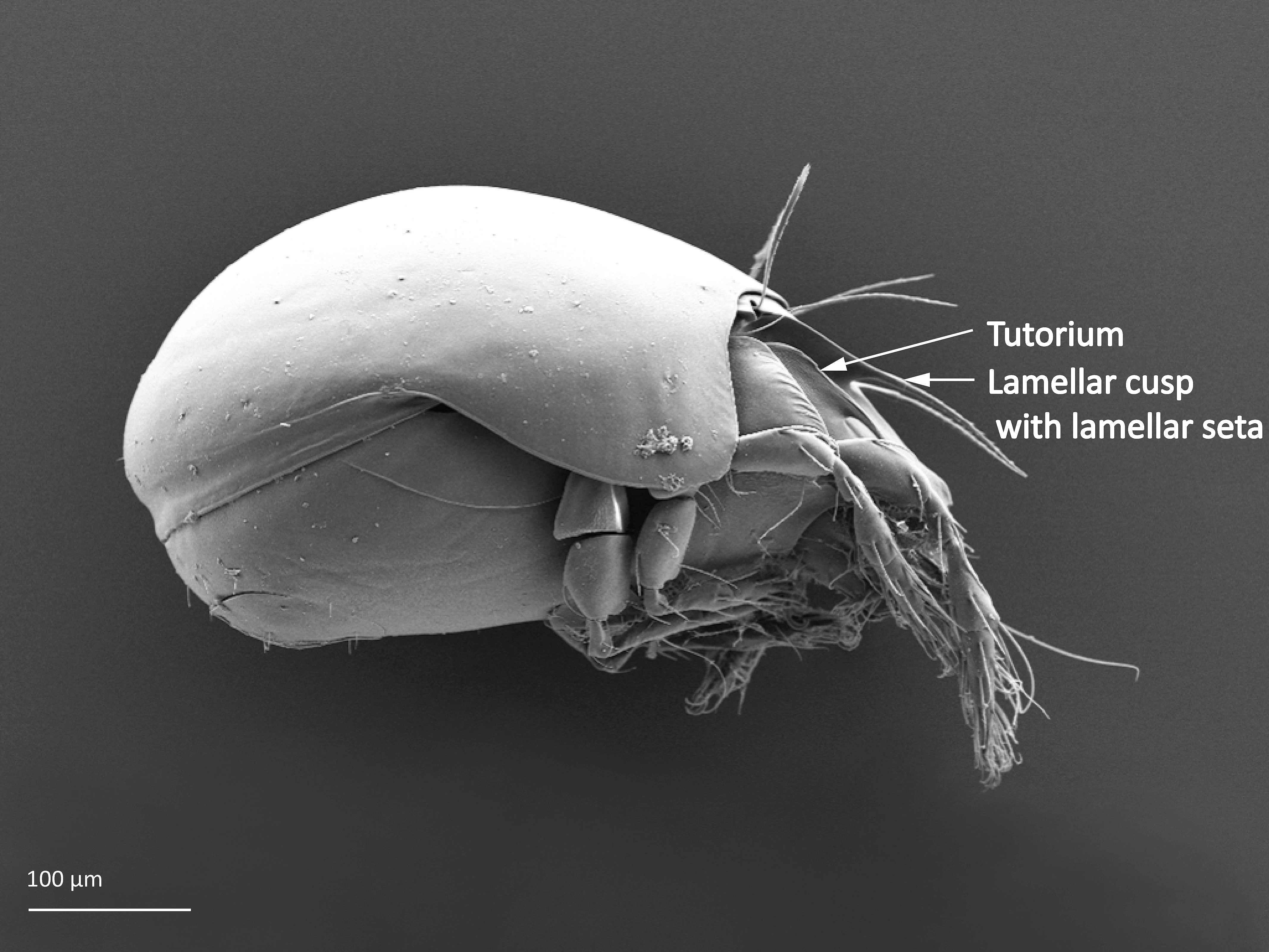 Midd: Ceratozetes gracilis.